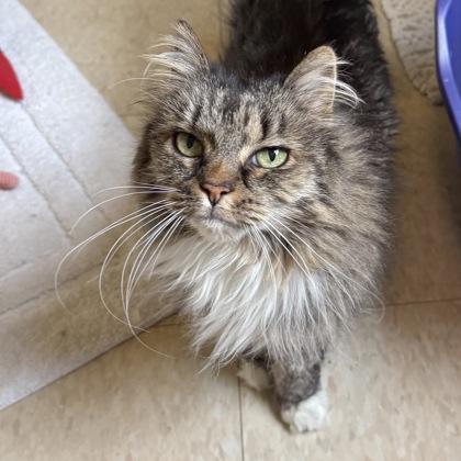 Enlarge Tabby, a Adoptable mixed breed in East Montpelier, VT image 2/3