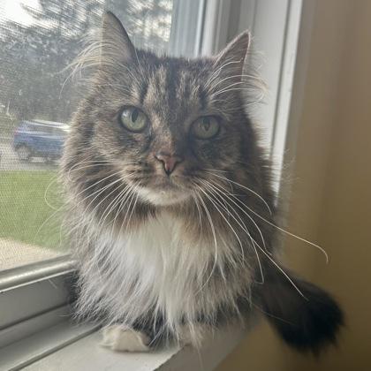 Enlarge Tabby, a Adoptable mixed breed in East Montpelier, VT image 3/3