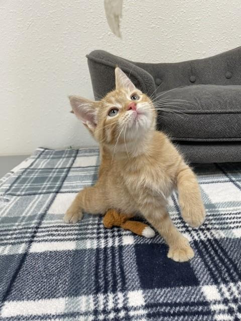Enlarge Peanut Butter, a ADOPTABLE Domestic Short Hair in Red Wing, MN image 2/5