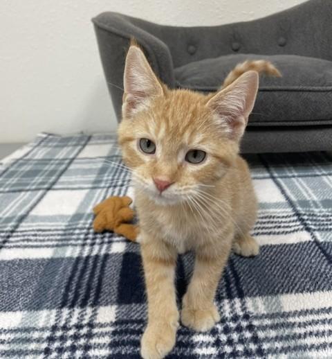 Peanut Butter, ADOPTABLE, Kitten Male Domestic Short Hair.