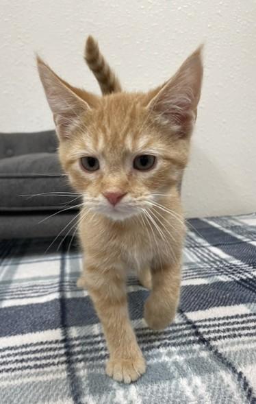 Enlarge Peanut Butter, a ADOPTABLE Domestic Short Hair in Red Wing, MN image 5/5