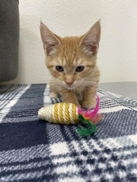 Enlarge Peanut Butter, a ADOPTABLE Domestic Short Hair in Red Wing, MN image 4/5