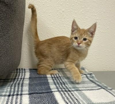 Enlarge Peanut Butter, a ADOPTABLE Domestic Short Hair in Red Wing, MN image 3/5