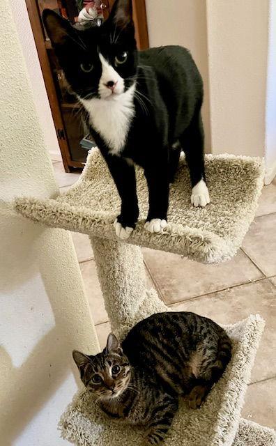 Enlarge Brando, a Adopted Domestic Short Hair in Antioch, CA image 1/3