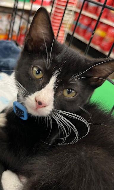 Enlarge Brando, a Adopted Domestic Short Hair in Antioch, CA image 2/3