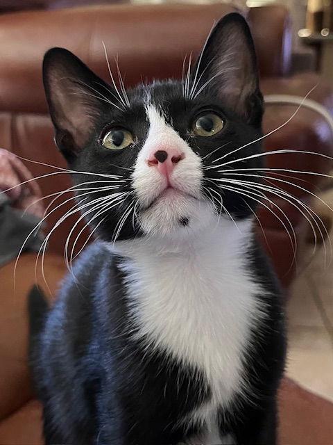 Enlarge Brando, a Adopted Domestic Short Hair in Antioch, CA image 3/3