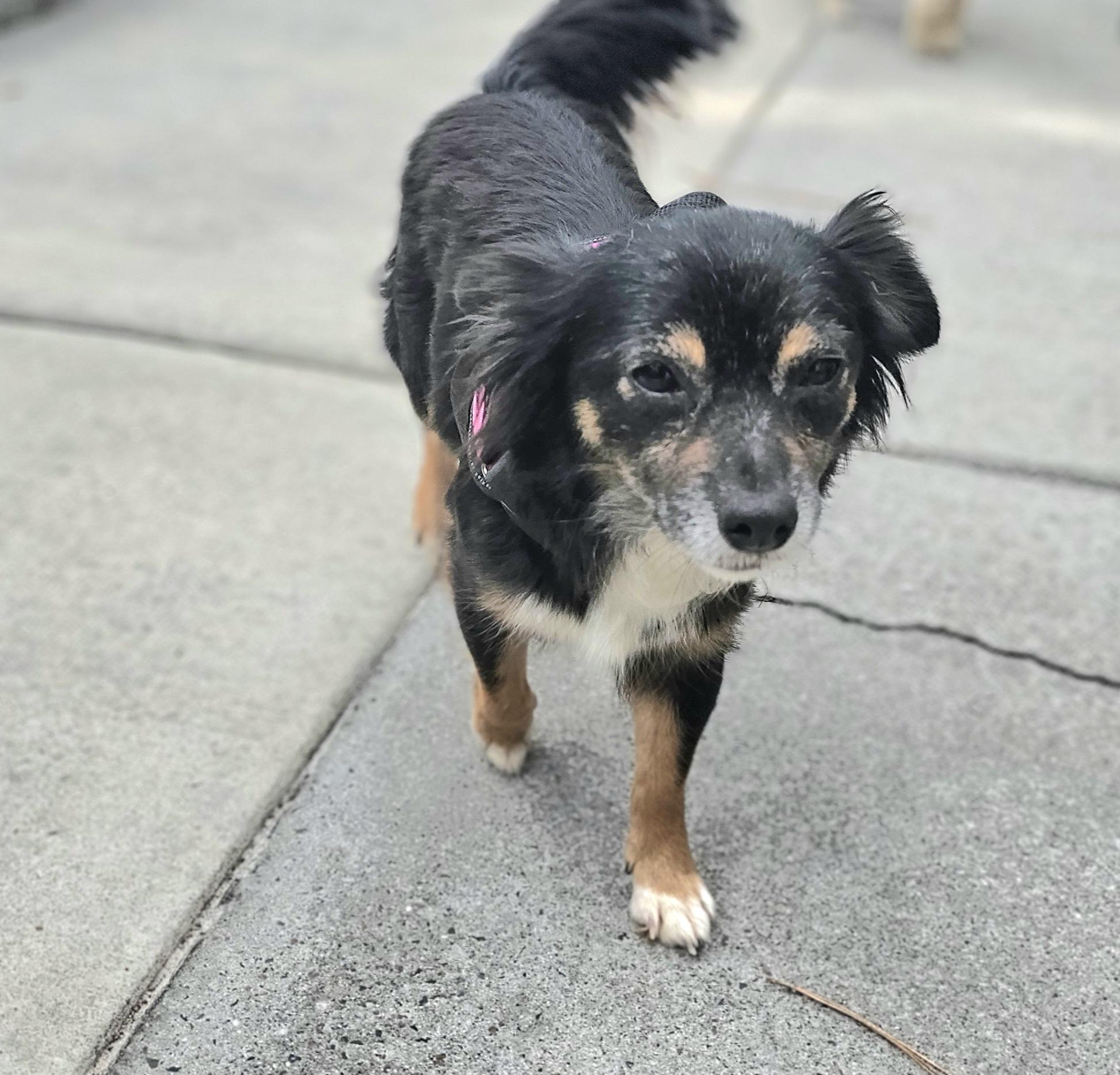 Maddie, adopted, Young Female Shetland Sheepdog / Sheltie & Australian Shepherd.