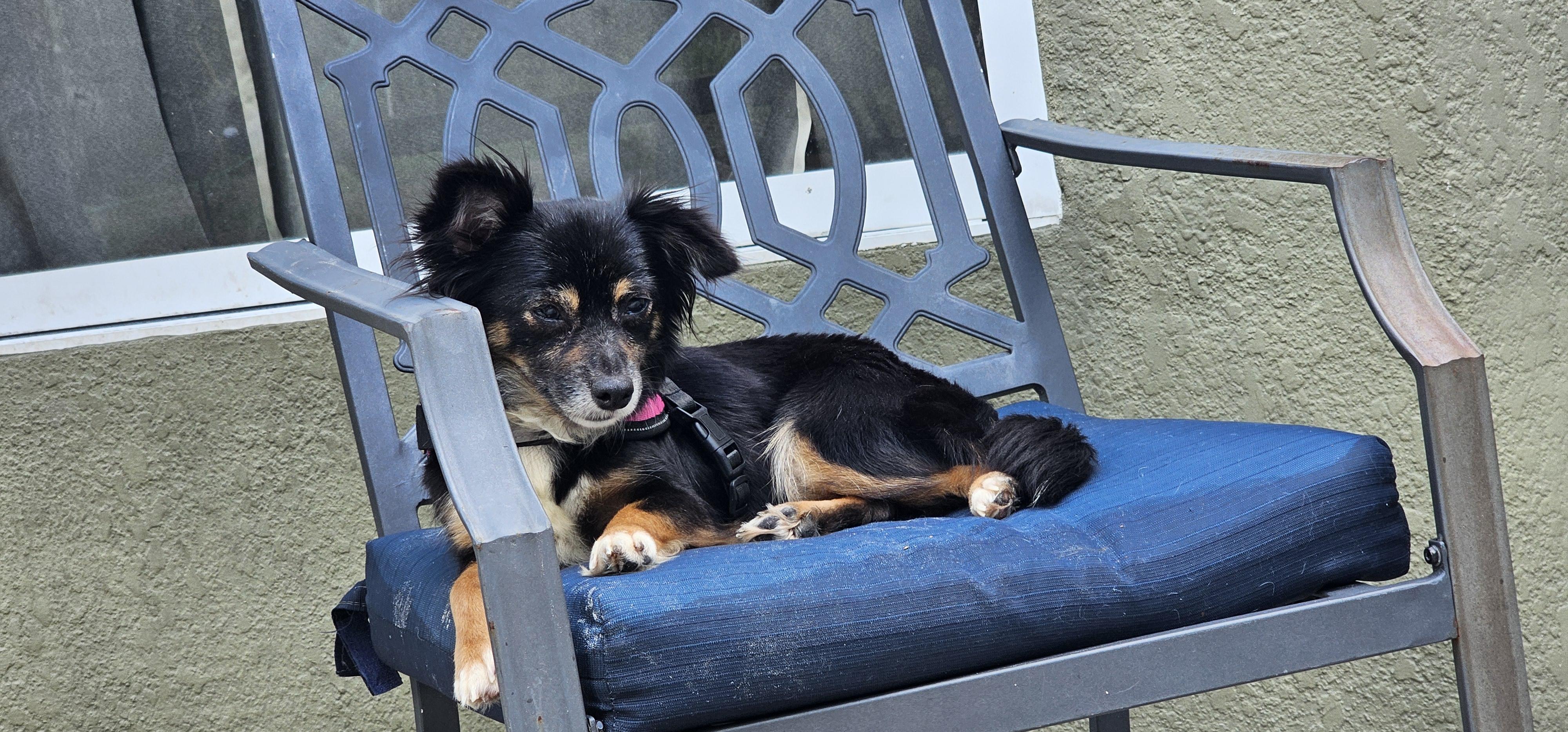 Enlarge Maddie, an adopted mixed breed in Weeki Wachee, FL image 2/5