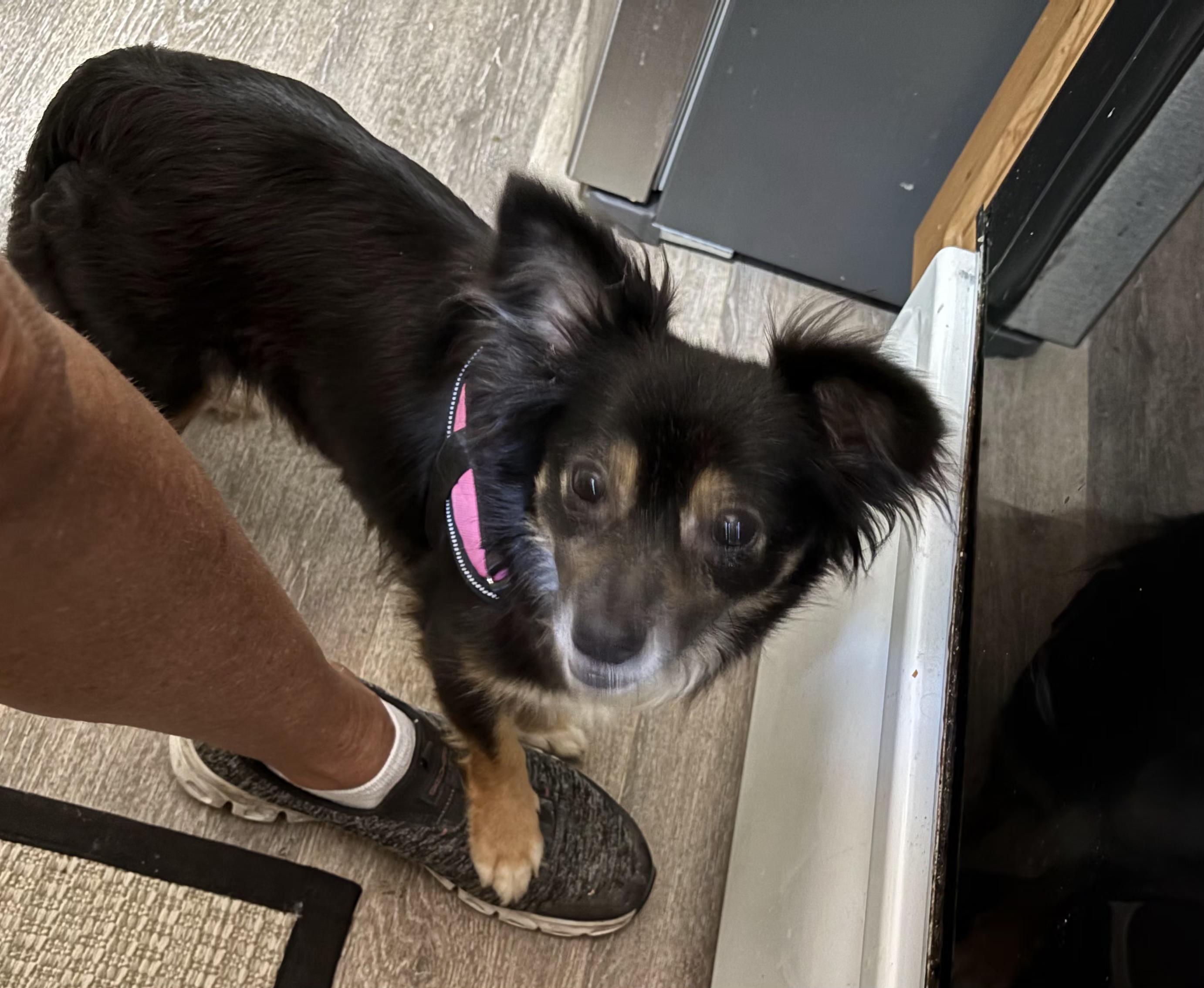 Enlarge Maddie, an adopted mixed breed in Weeki Wachee, FL image 3/5
