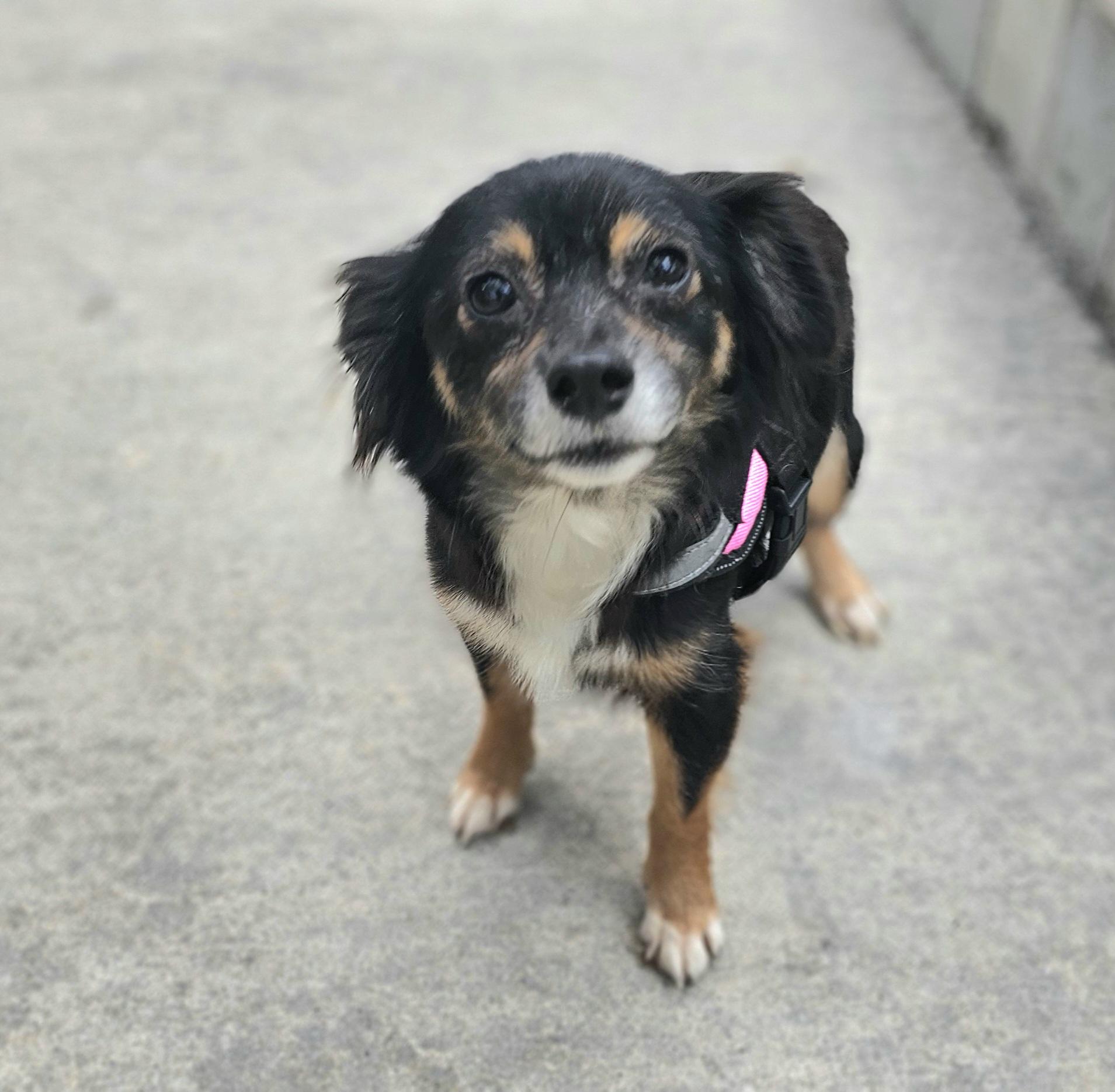 Enlarge Maddie, an adopted mixed breed in Weeki Wachee, FL image 5/5