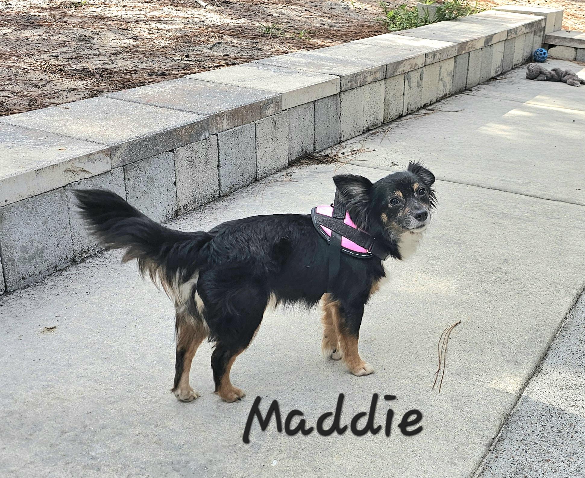 Enlarge Maddie, an adopted mixed breed in Weeki Wachee, FL image 4/5