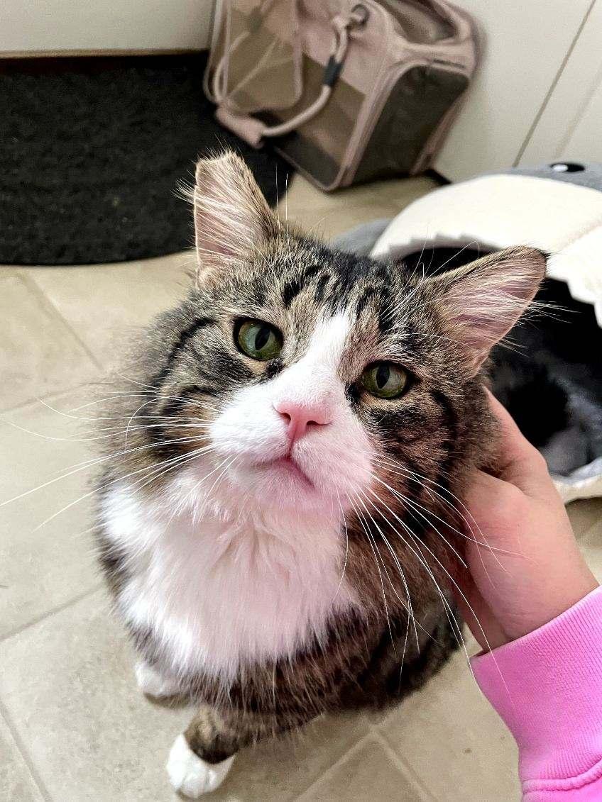 Enlarge Buster, a Adopted Domestic Long Hair in Wasilla, AK image 1/1