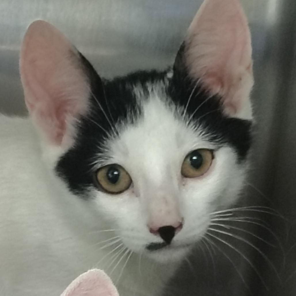 Mambo, Adoptable, Kitten Male Domestic Short Hair.