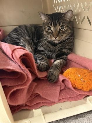 Cheyenne, Adoptable, Adult Female Domestic Short Hair & Domestic Short Hair.