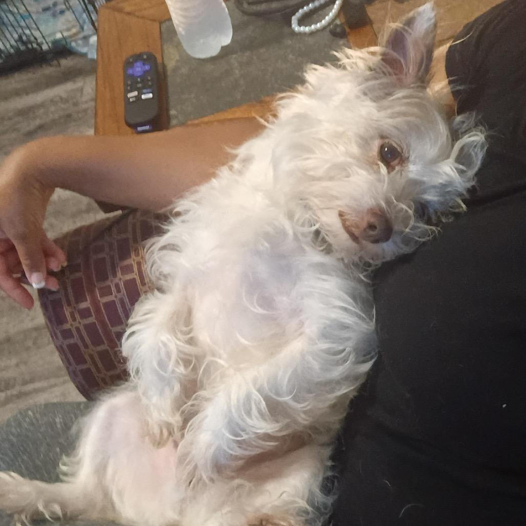 Fiore, Adoptable, Adult Male Terrier.