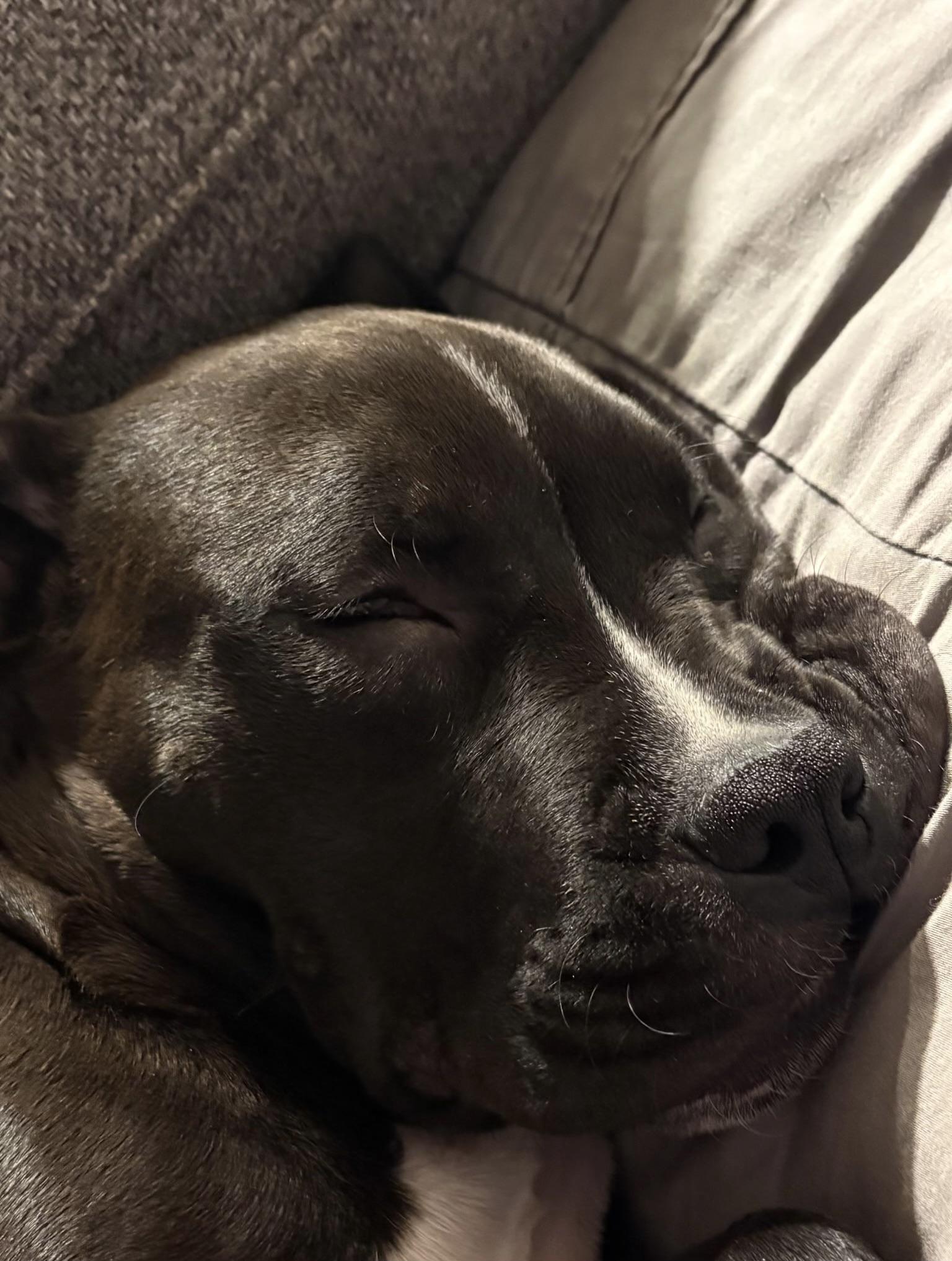 Enlarge Jonathan, a Adoptable mixed breed in Oxford, MI image 2/5