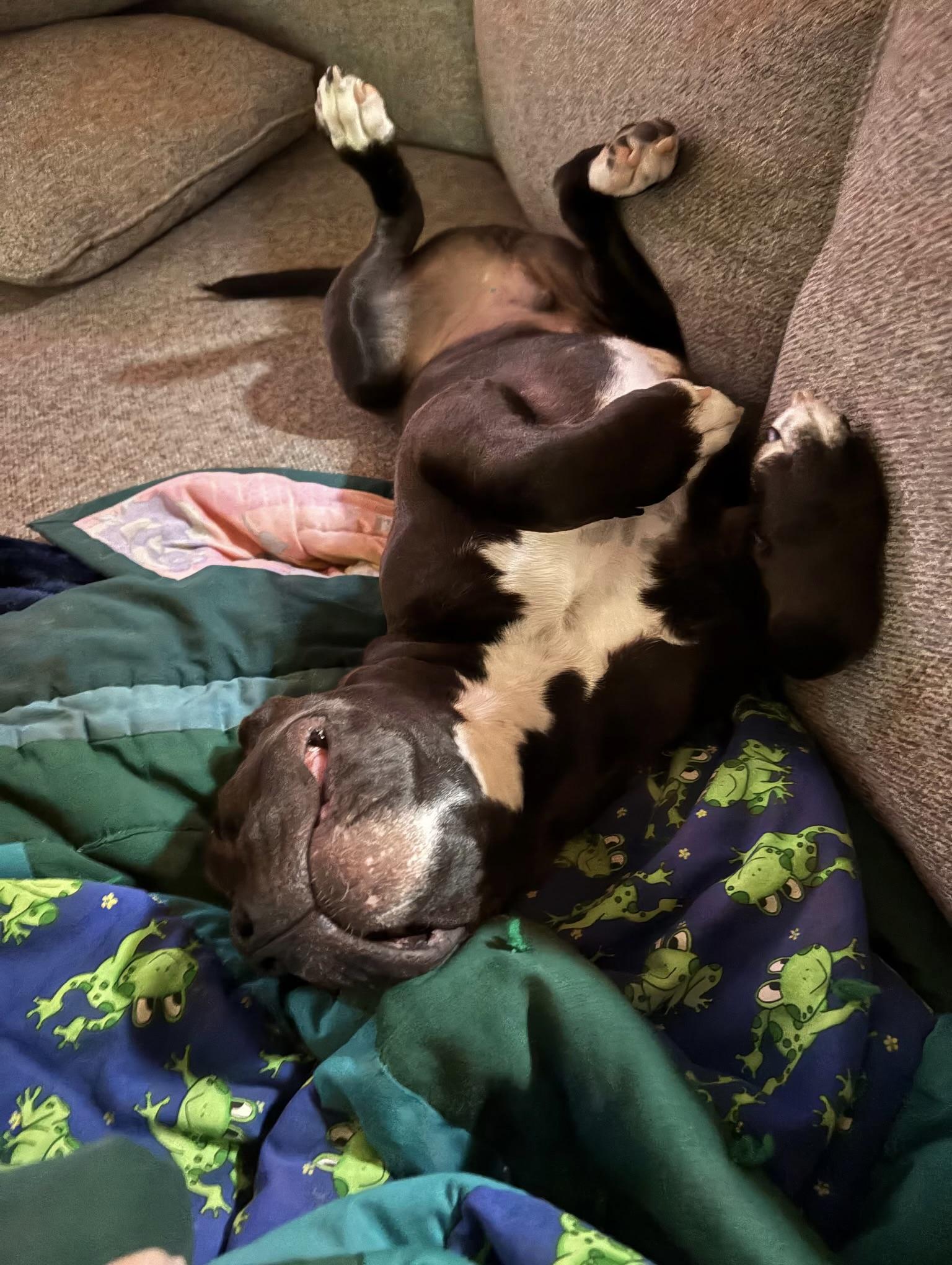 Enlarge Jonathan, a Adoptable mixed breed in Oxford, MI image 4/5