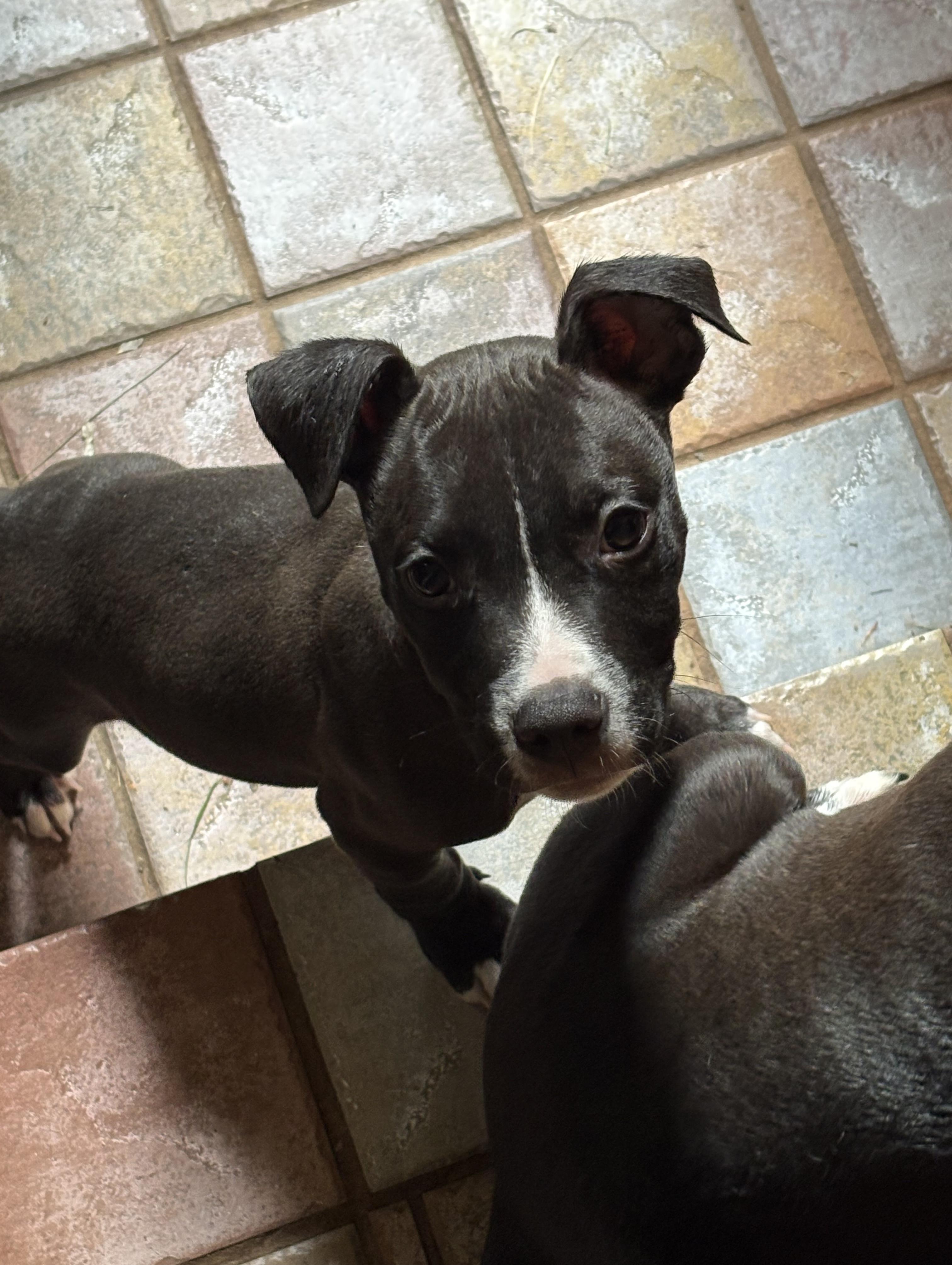 Jonathan, Adoptable, Puppy Male Pit Bull Terrier & Mixed Breed.