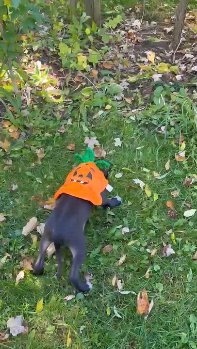 Enlarge Jonathan, a Adoptable mixed breed in Oxford, MI video 5/5