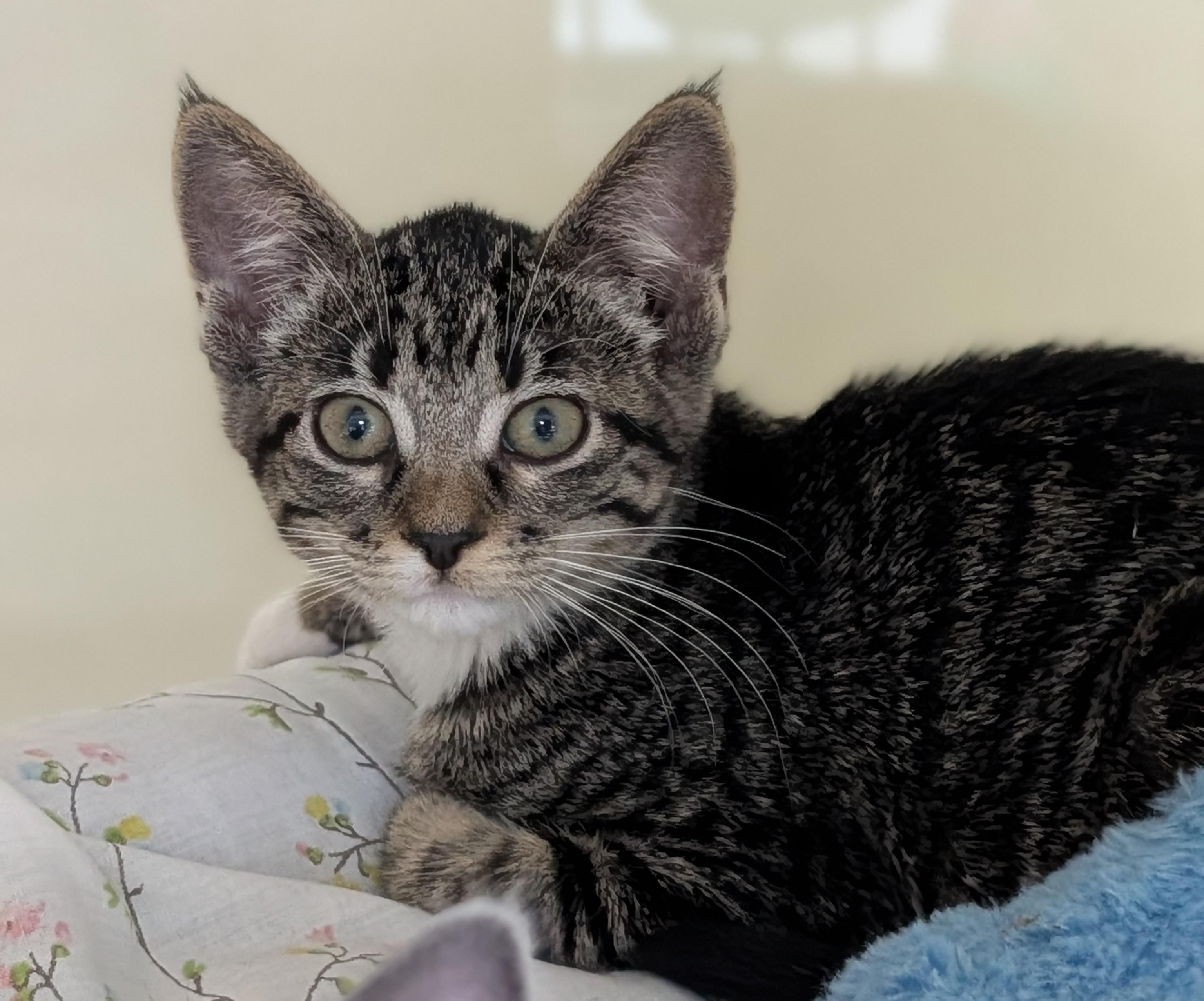 Primrose, ADOPTABLE, Young Female Domestic Short Hair.