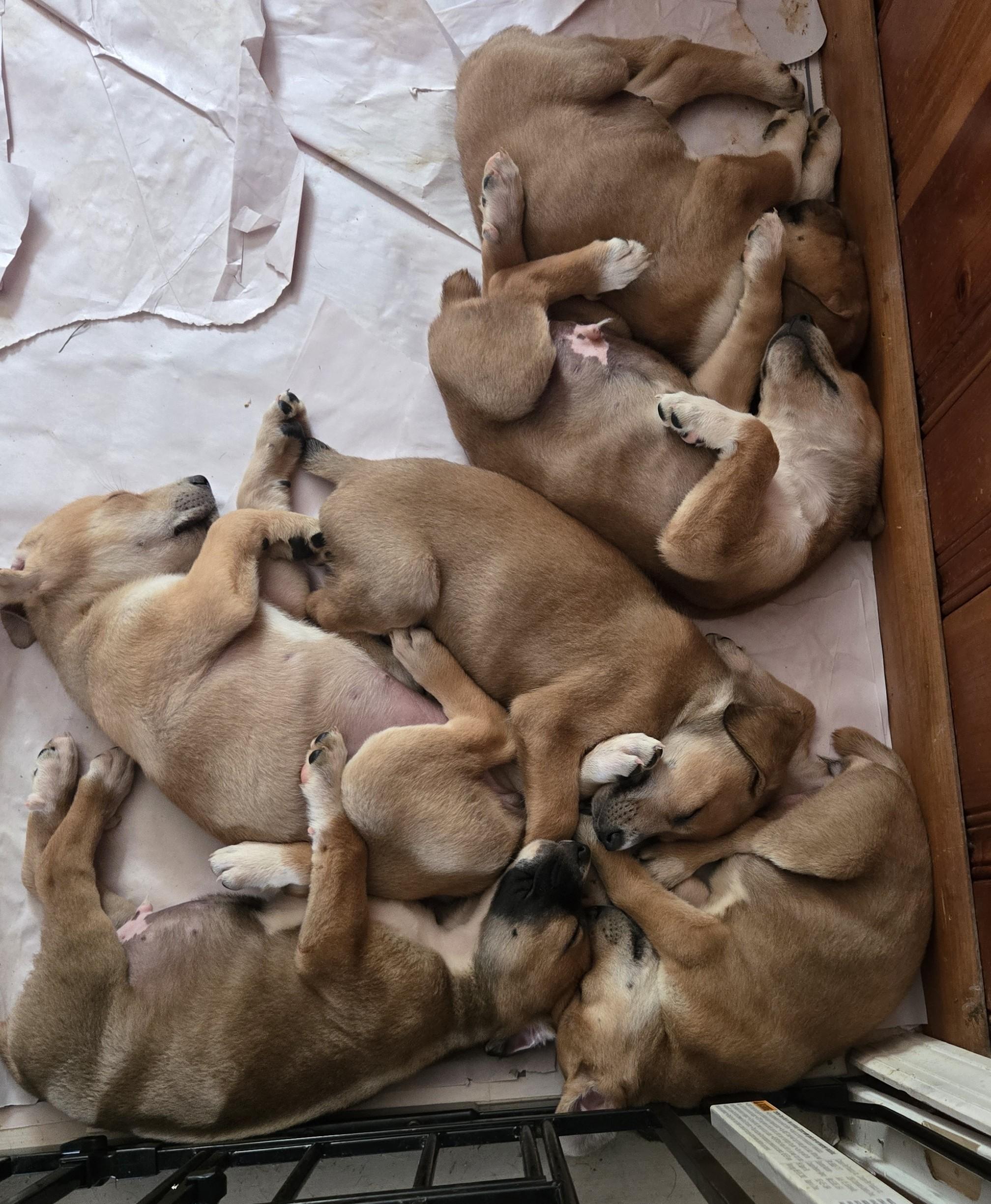 Dobernees puppies, a ADOPTABLE mixed breed in Knoxville, TN image 3/3
