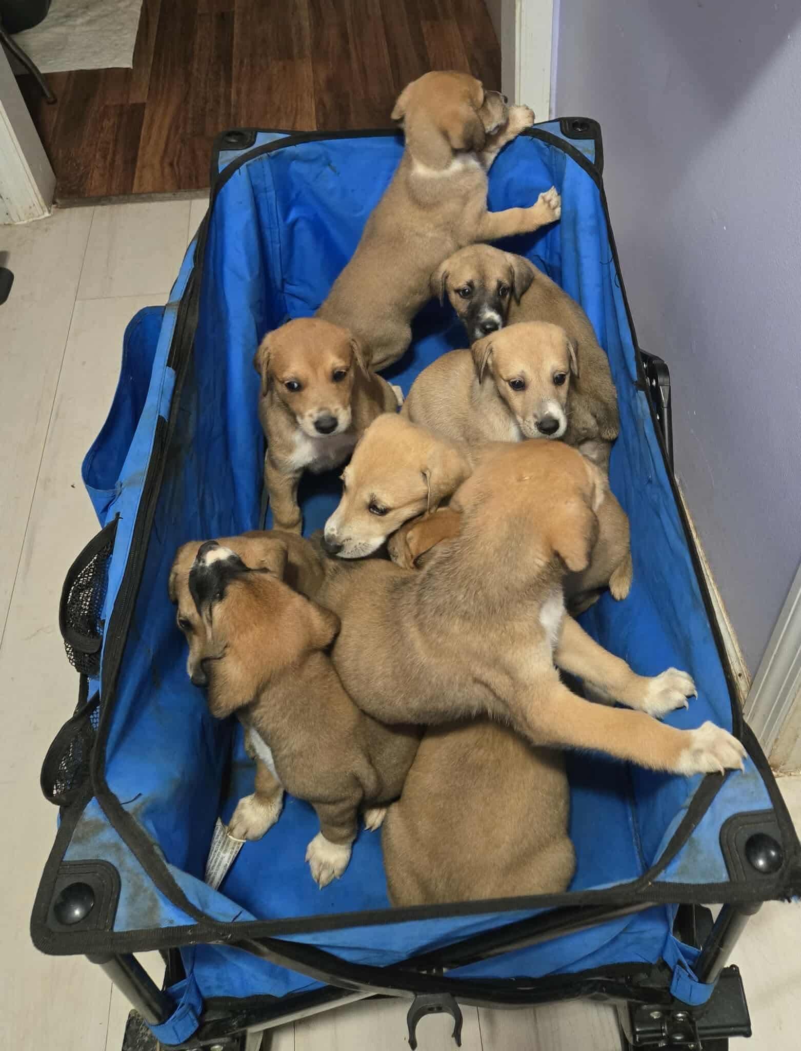Dobernees puppies, a ADOPTABLE mixed breed in Knoxville, TN image 2/3