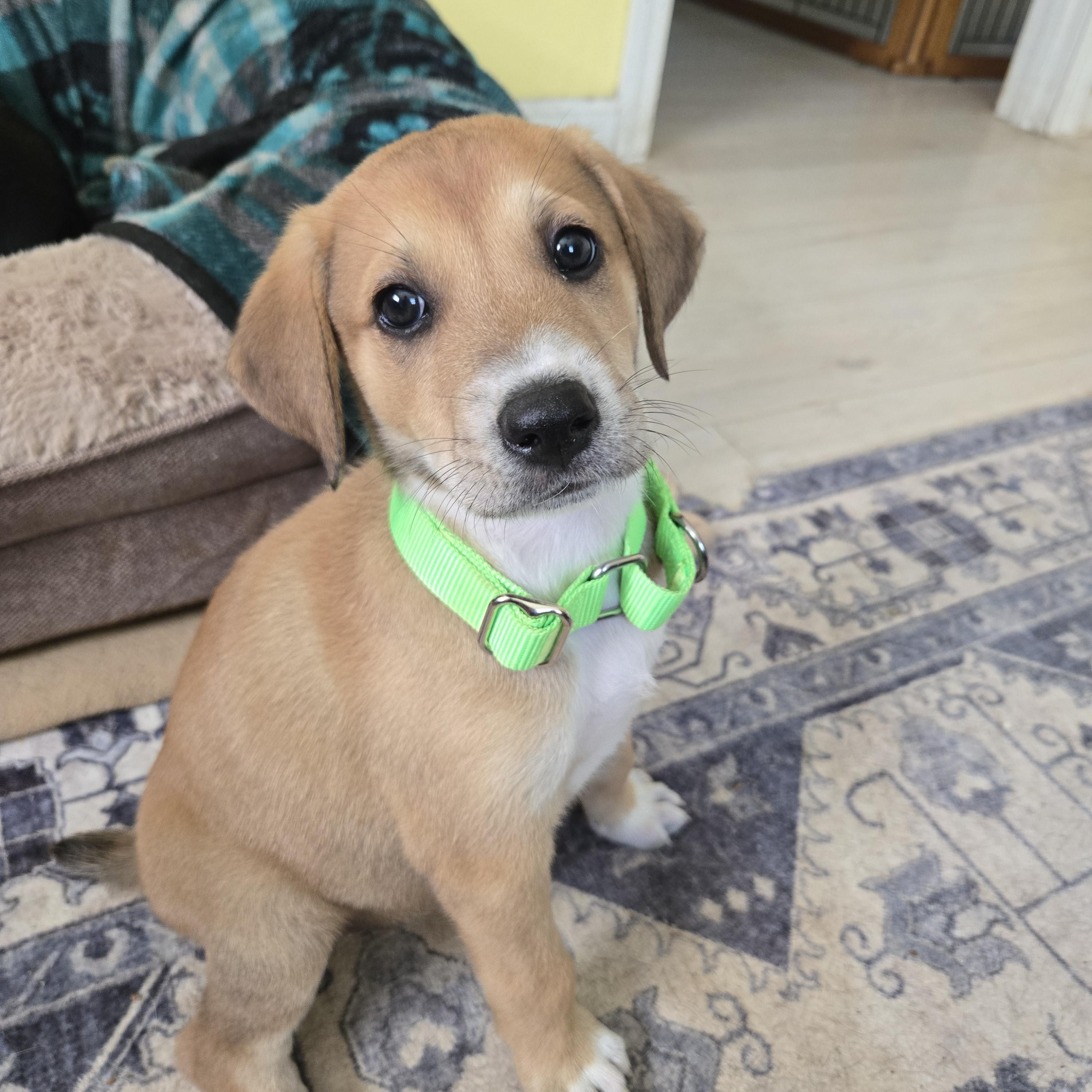 Dobernees puppies, ADOPTABLE, Puppy Male Doberman Pinscher & Great Pyrenees.