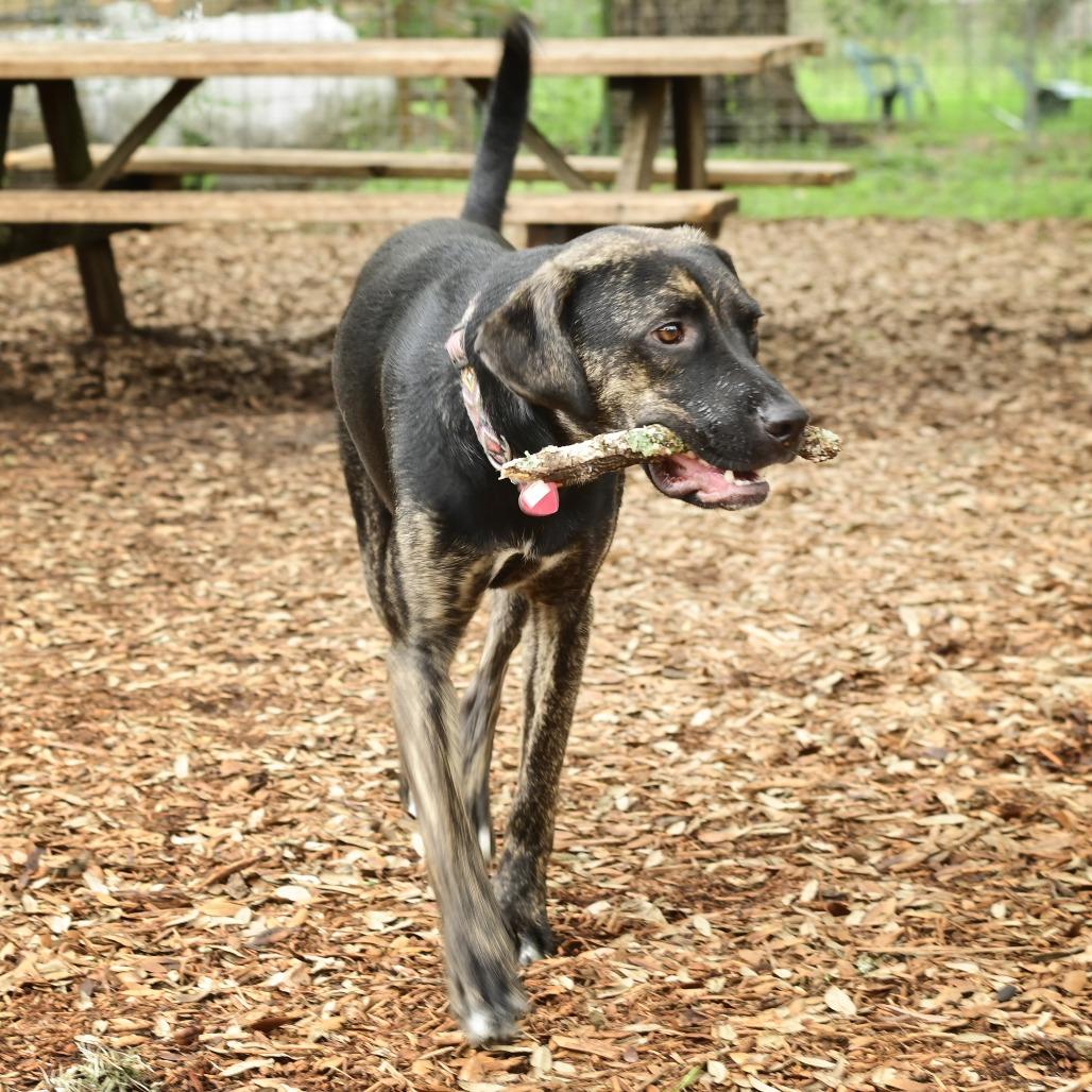 Raisin, a Adoptable mixed breed in Wimberley, TX image 1/6