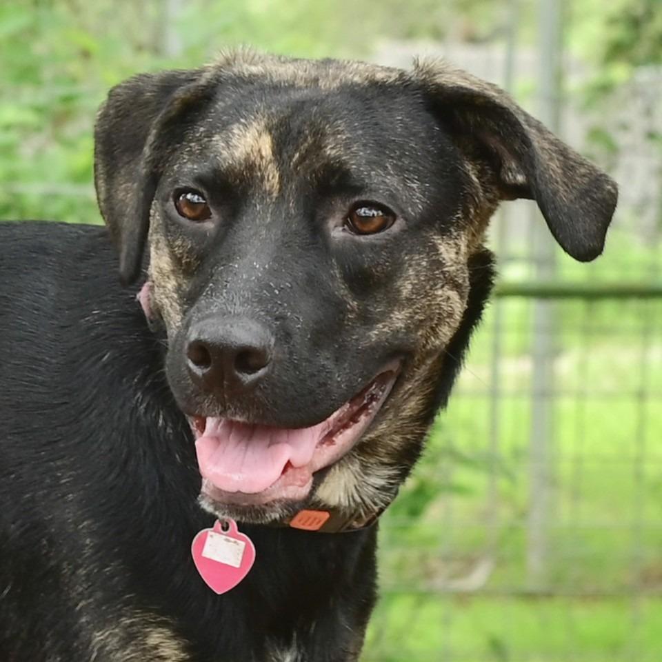 Raisin, a Adoptable mixed breed in Wimberley, TX image 2/6