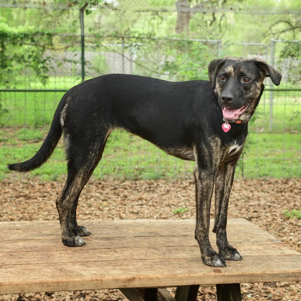 Raisin, a Adoptable mixed breed in Wimberley, TX image 4/6
