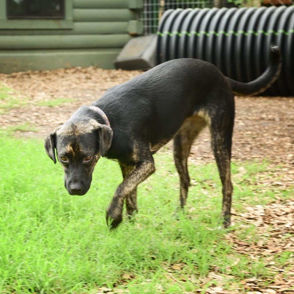 Raisin, a Adoptable mixed breed in Wimberley, TX image 5/6