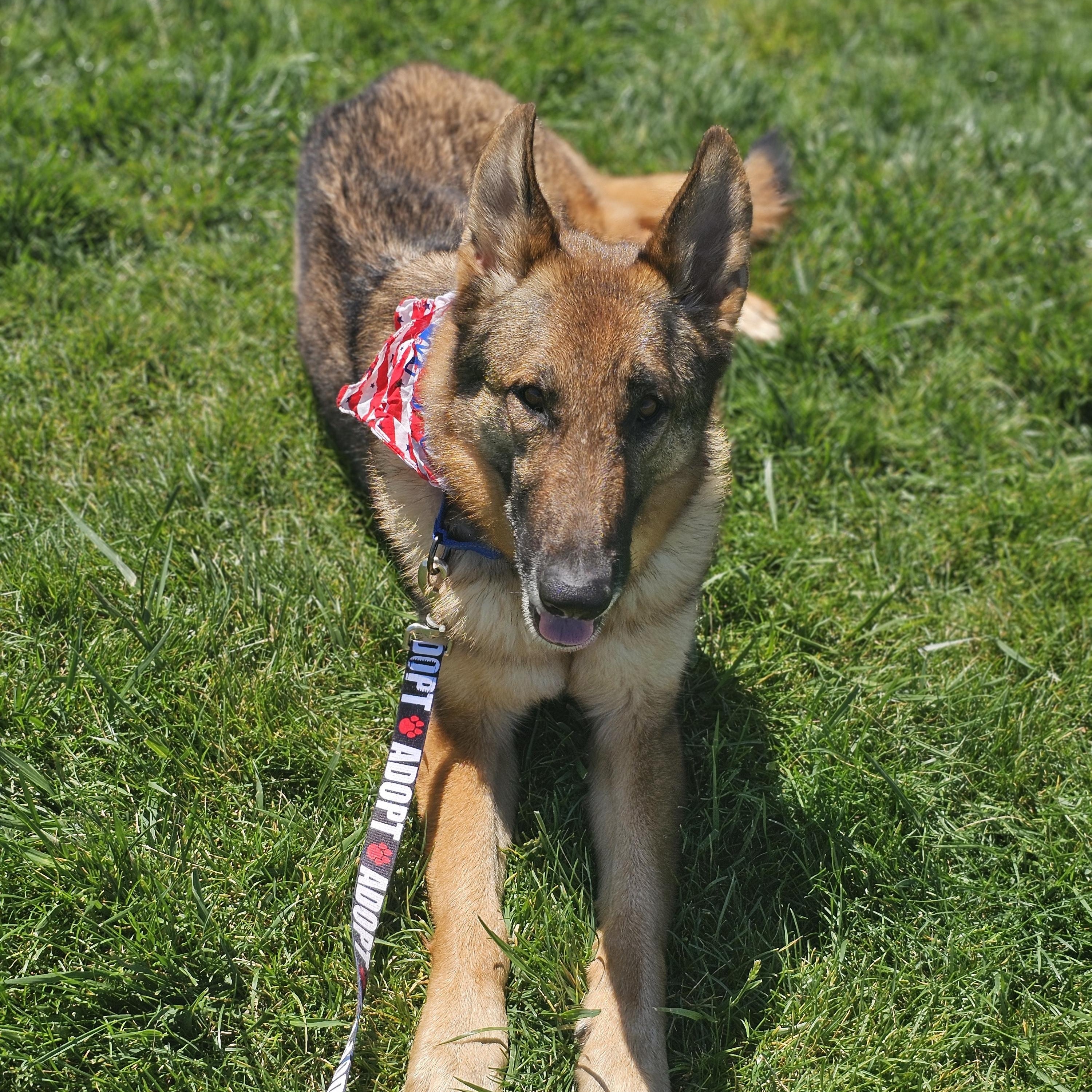 Enlarge Blinks Springfield , a Adoptable mixed breed in Springfield , IL image 2/6
