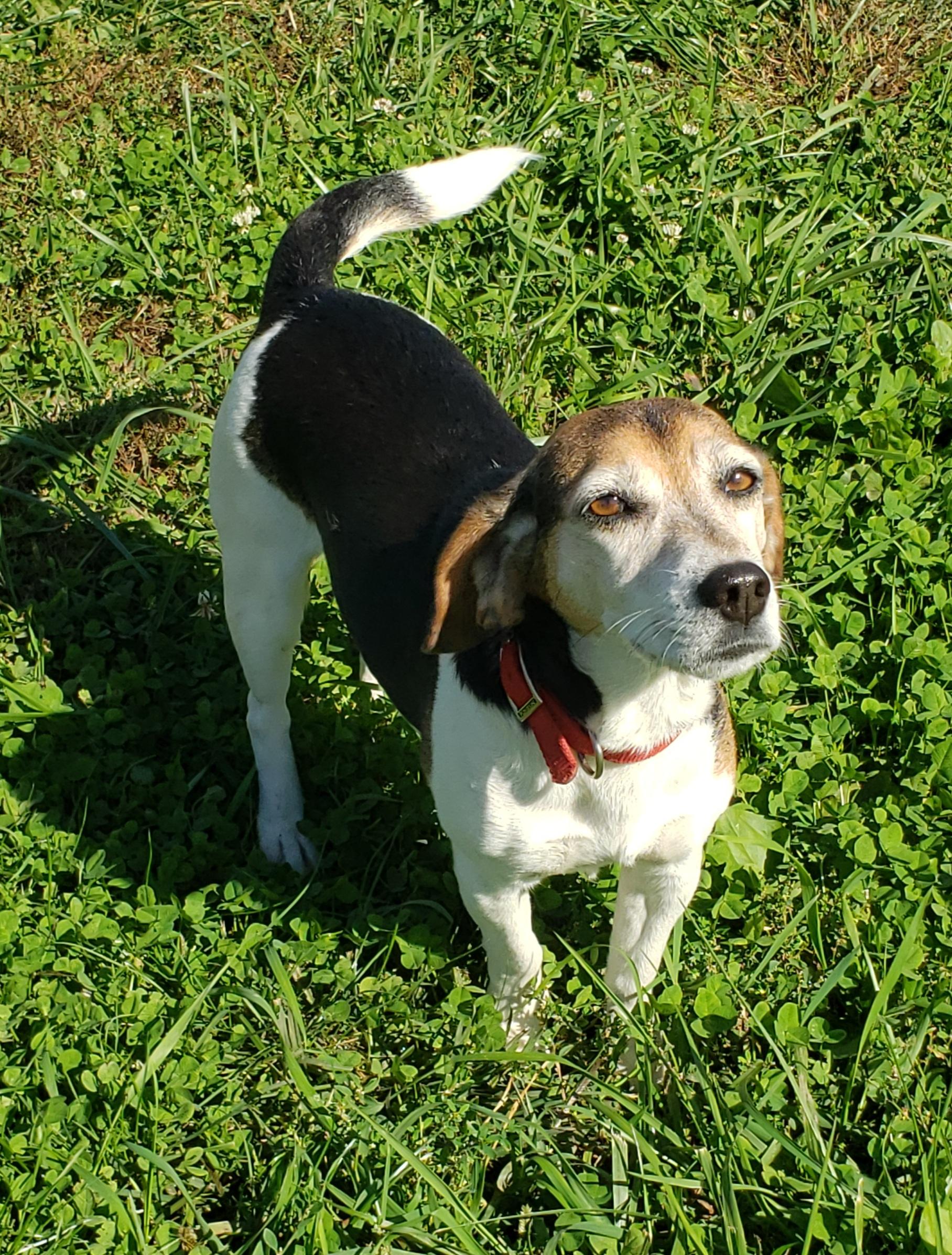 Betty, Adoptable, Young Female Beagle.