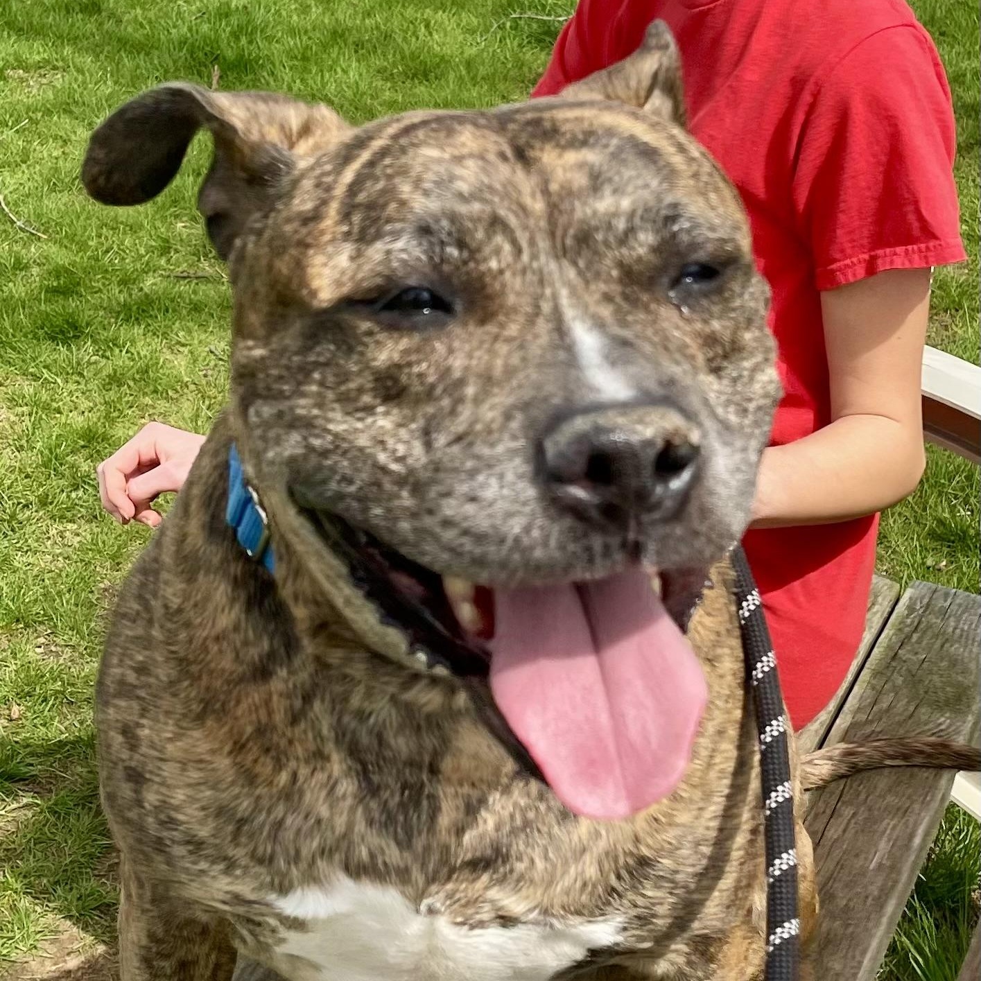 Enlarge Najarah, a Adoptable Mixed Breed in Elyria, OH image 1/6