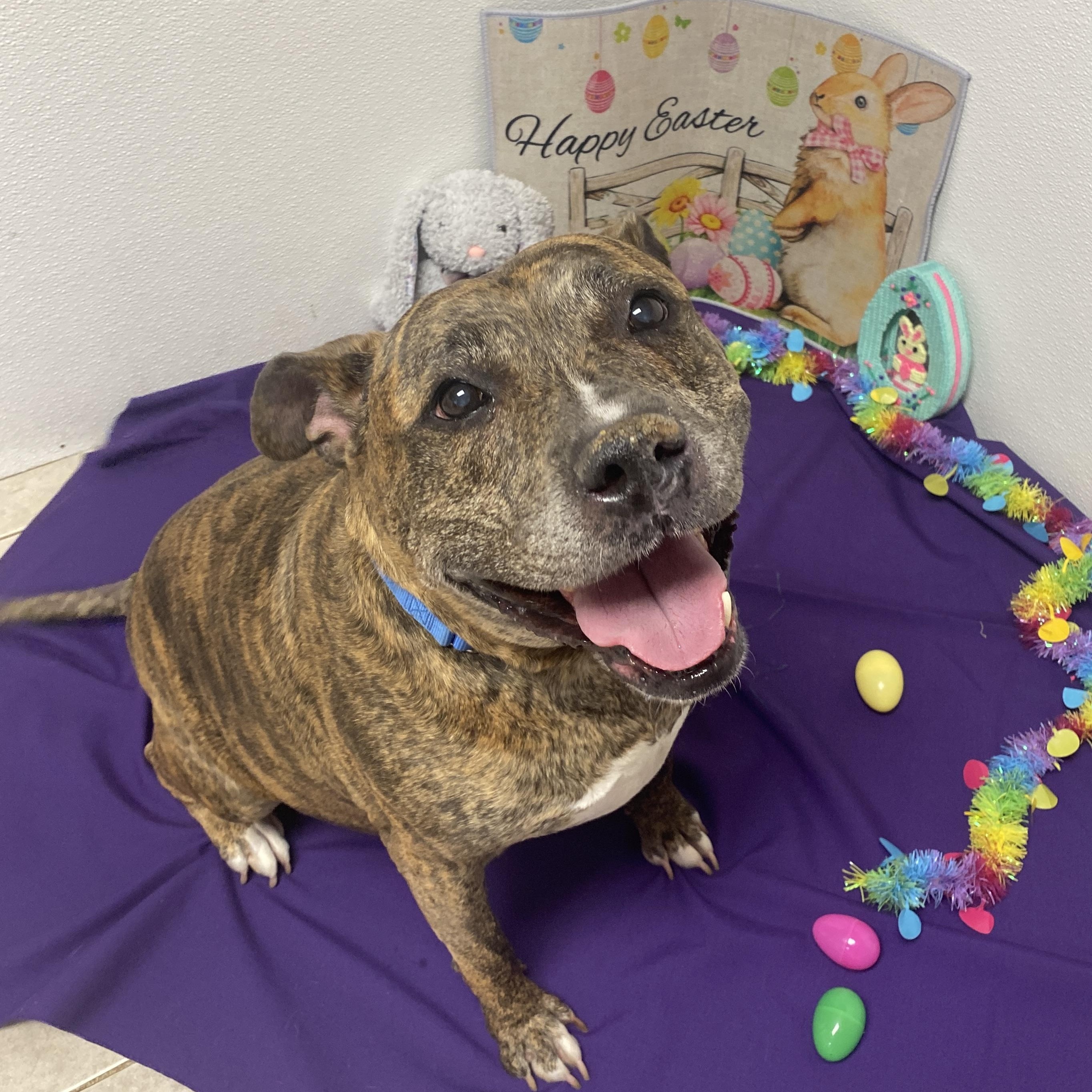 Najarah, a Adoptable Mixed Breed in Elyria, OH image 2/6