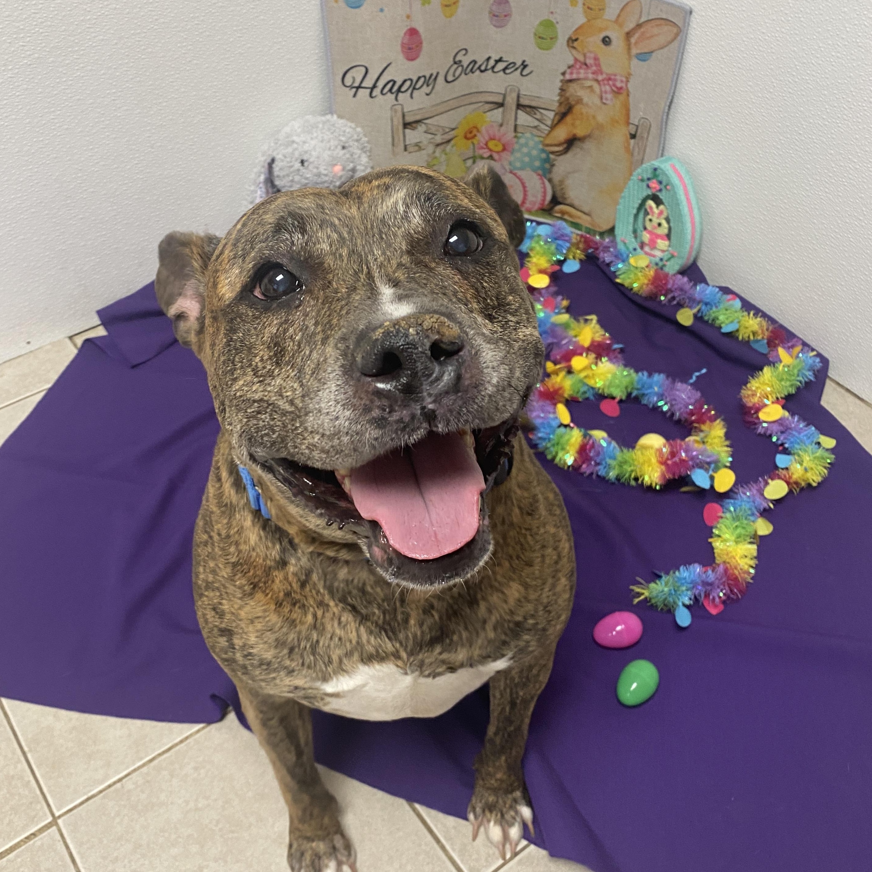 Najarah, a Adoptable Mixed Breed in Elyria, OH image 6/6