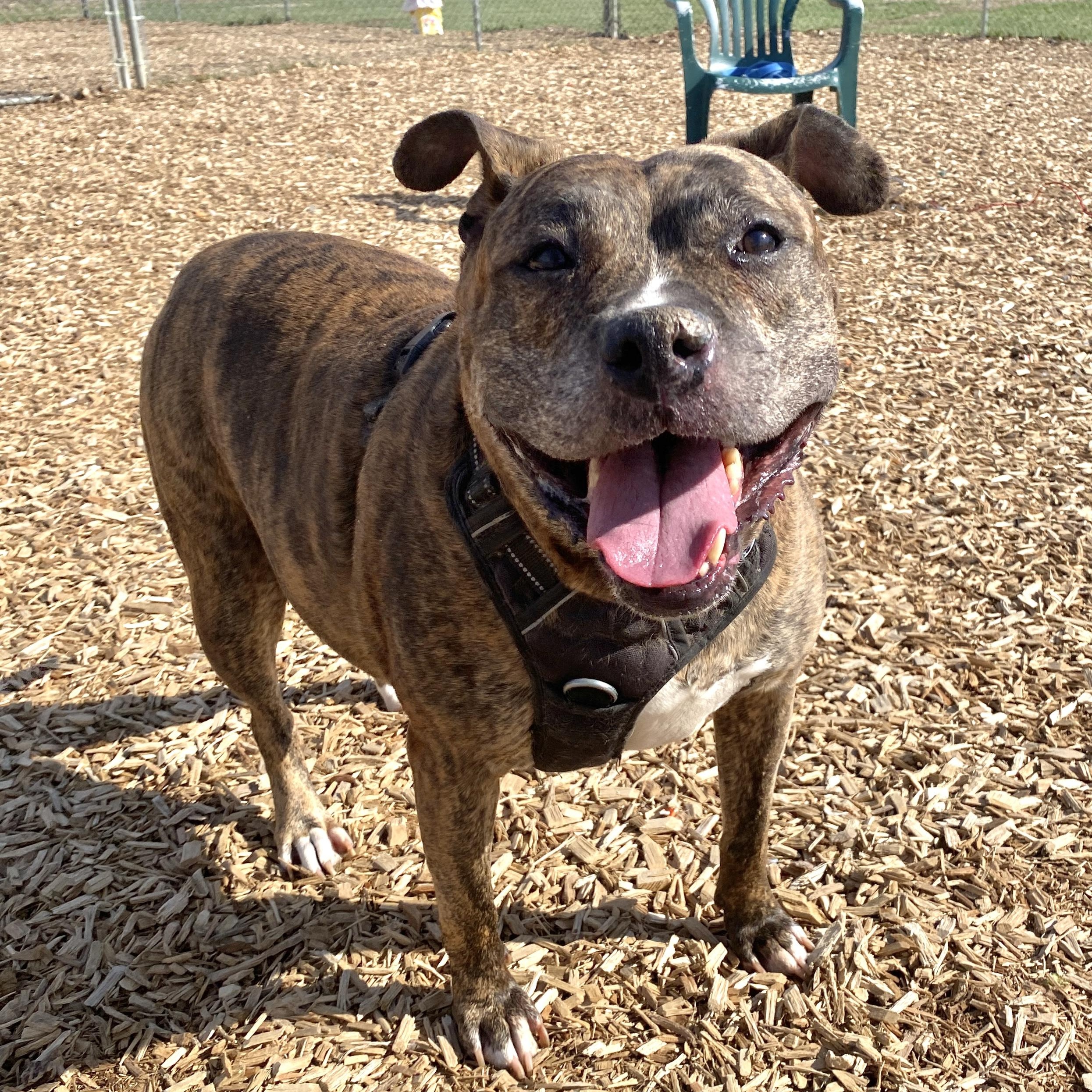 Najarah, a Adoptable Mixed Breed in Elyria, OH image 3/6