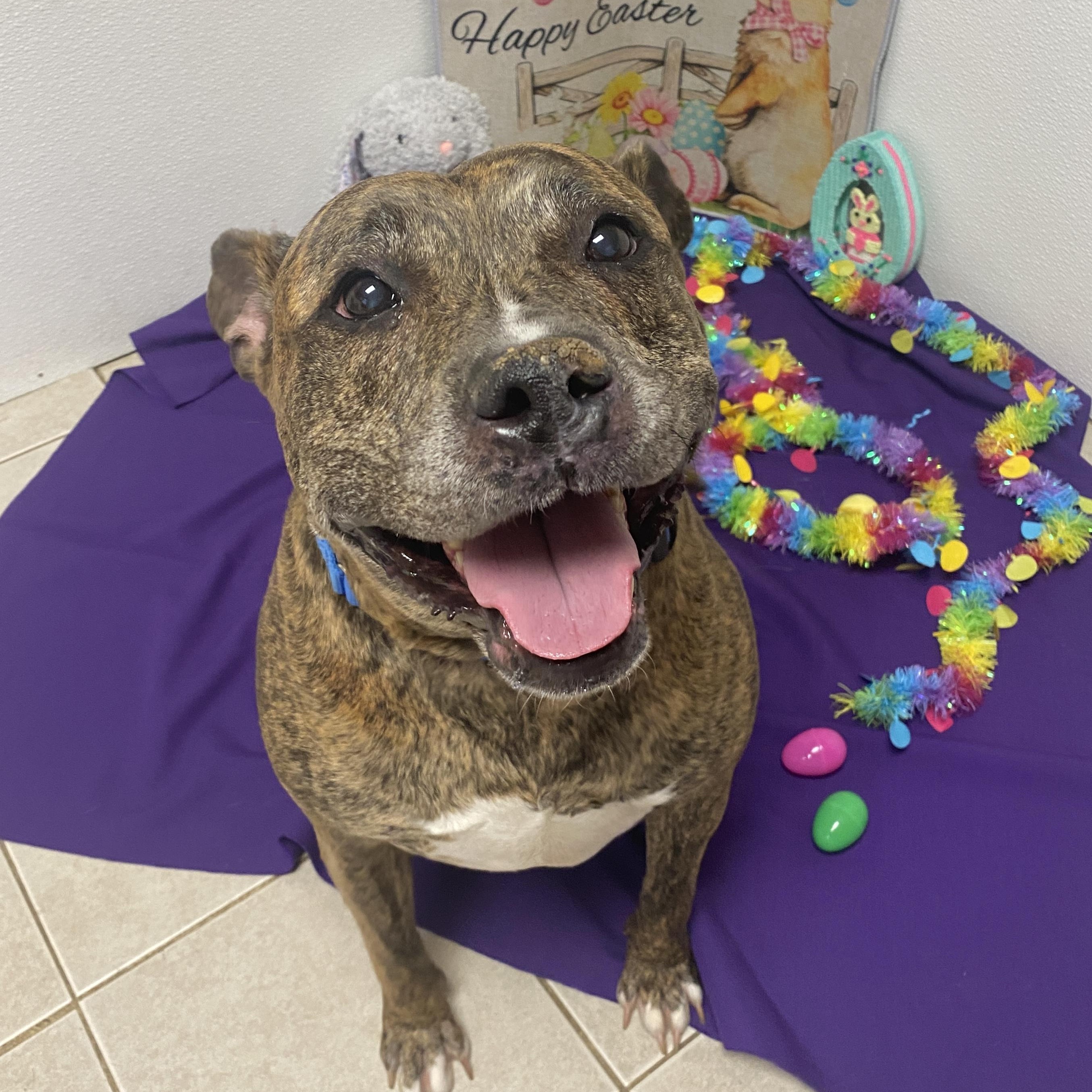 Najarah, a Adoptable Mixed Breed in Elyria, OH image 1/6