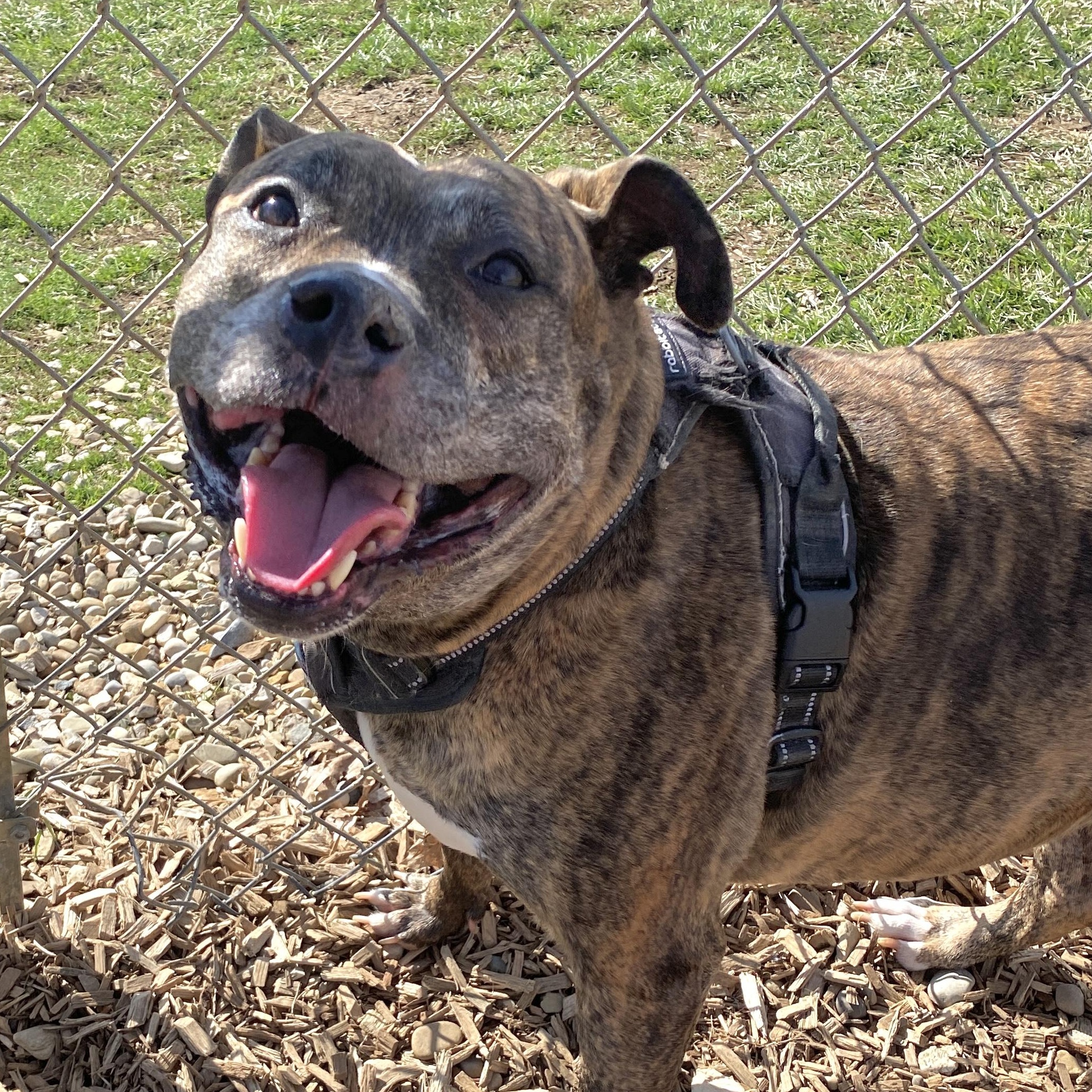 Enlarge Najarah, a Adoptable Mixed Breed in Elyria, OH image 2/6