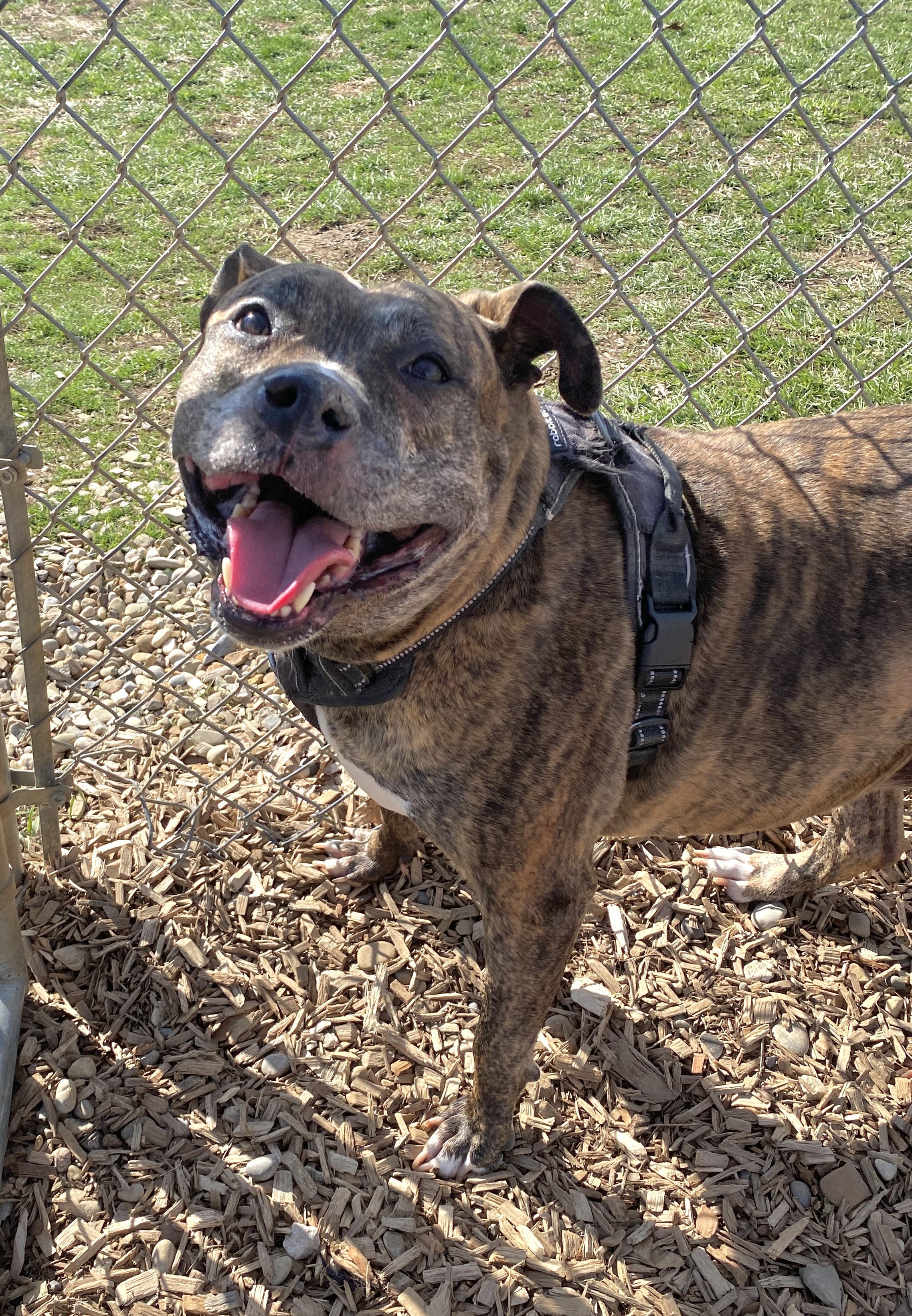 Najarah, a Adoptable Mixed Breed in Elyria, OH image 5/6