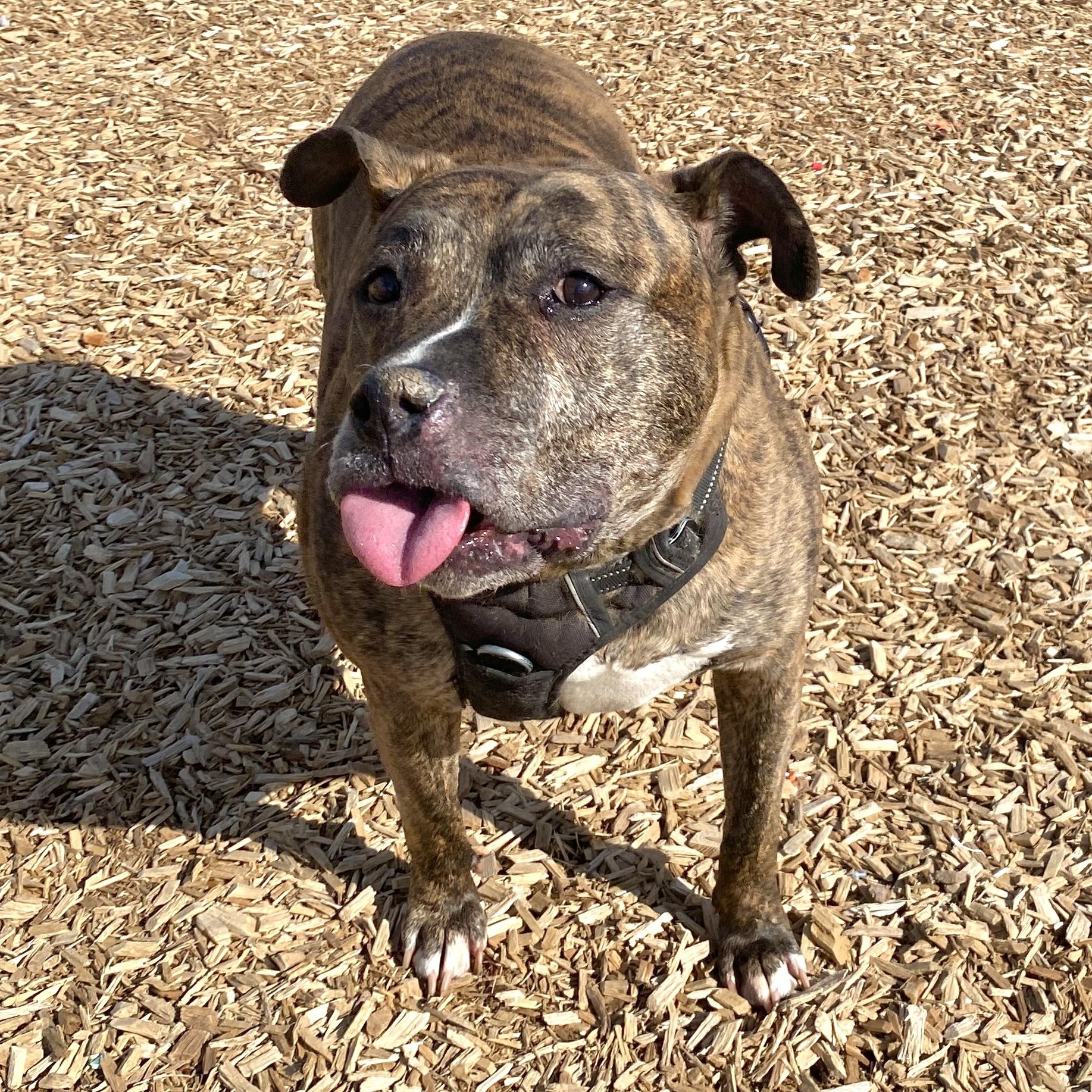 Najarah, a Adoptable Mixed Breed in Elyria, OH image 4/6