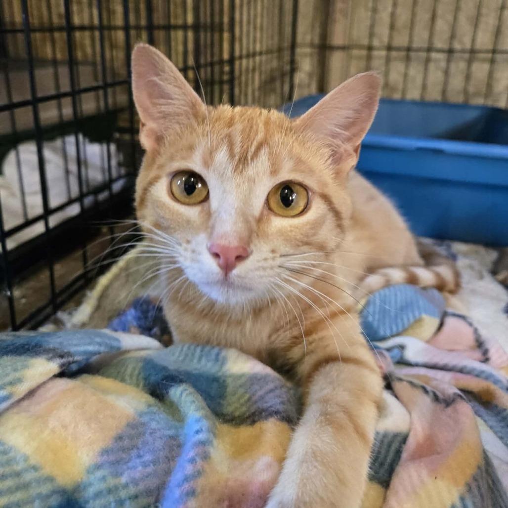 Abby, Adoptable, Adult Female Domestic Short Hair.