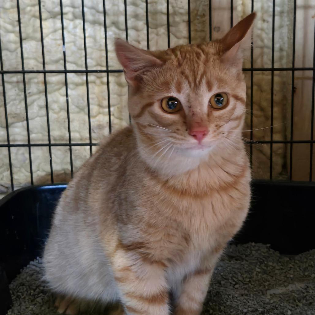 Abby, a Adoptable Domestic Short Hair in Park Falls, WI image 2/2