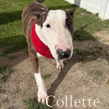 Collette, Adoptable, Adult Female Bull Terrier.