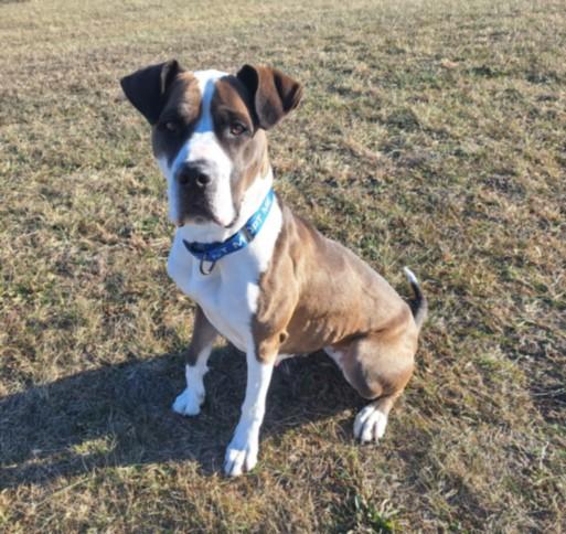 HENNA, Adoptable, Adult Female Pit Bull Terrier & Mixed Breed.