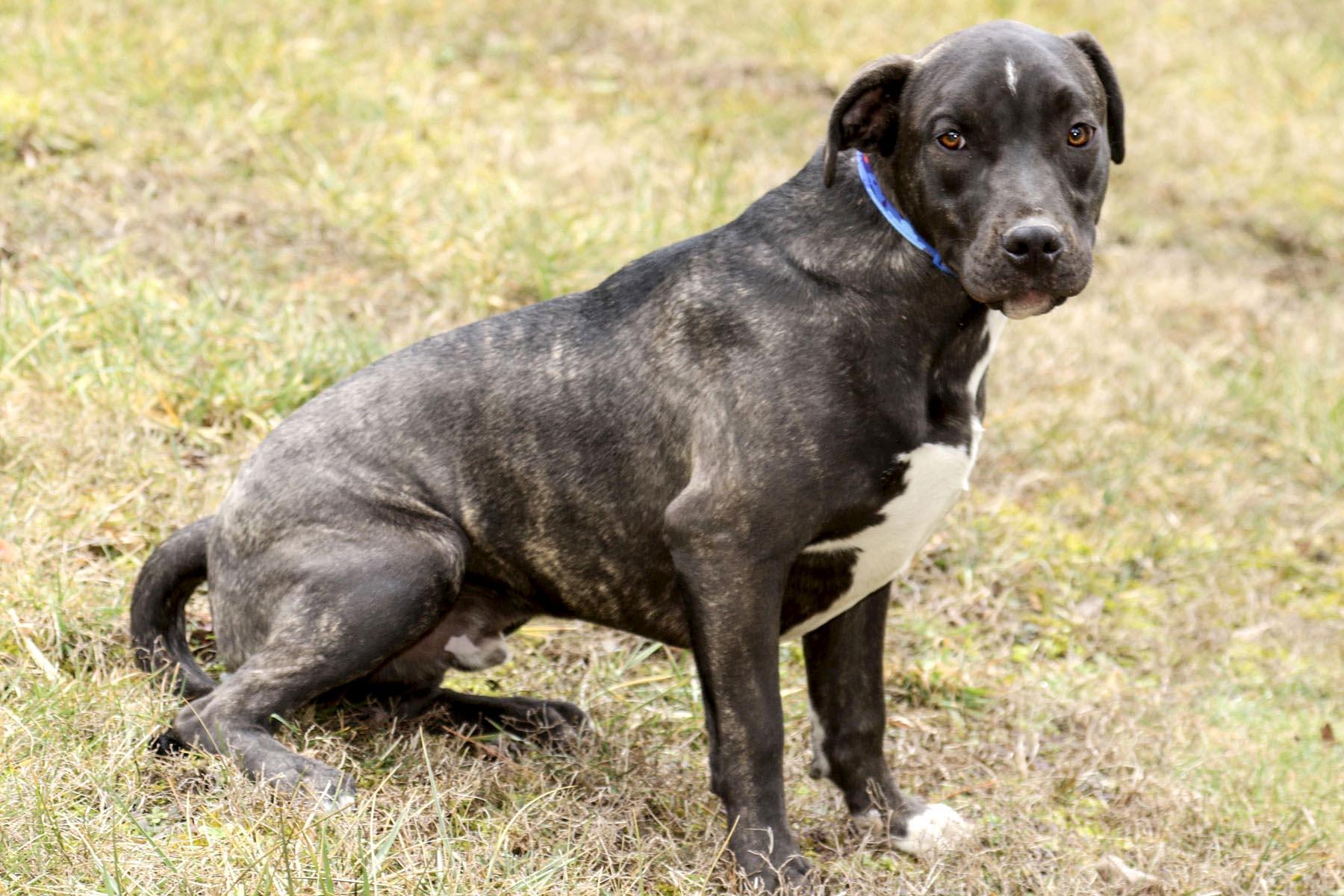 Enlarge Bugs, a Adoptable mixed breed in Cashiers, NC image 1/5