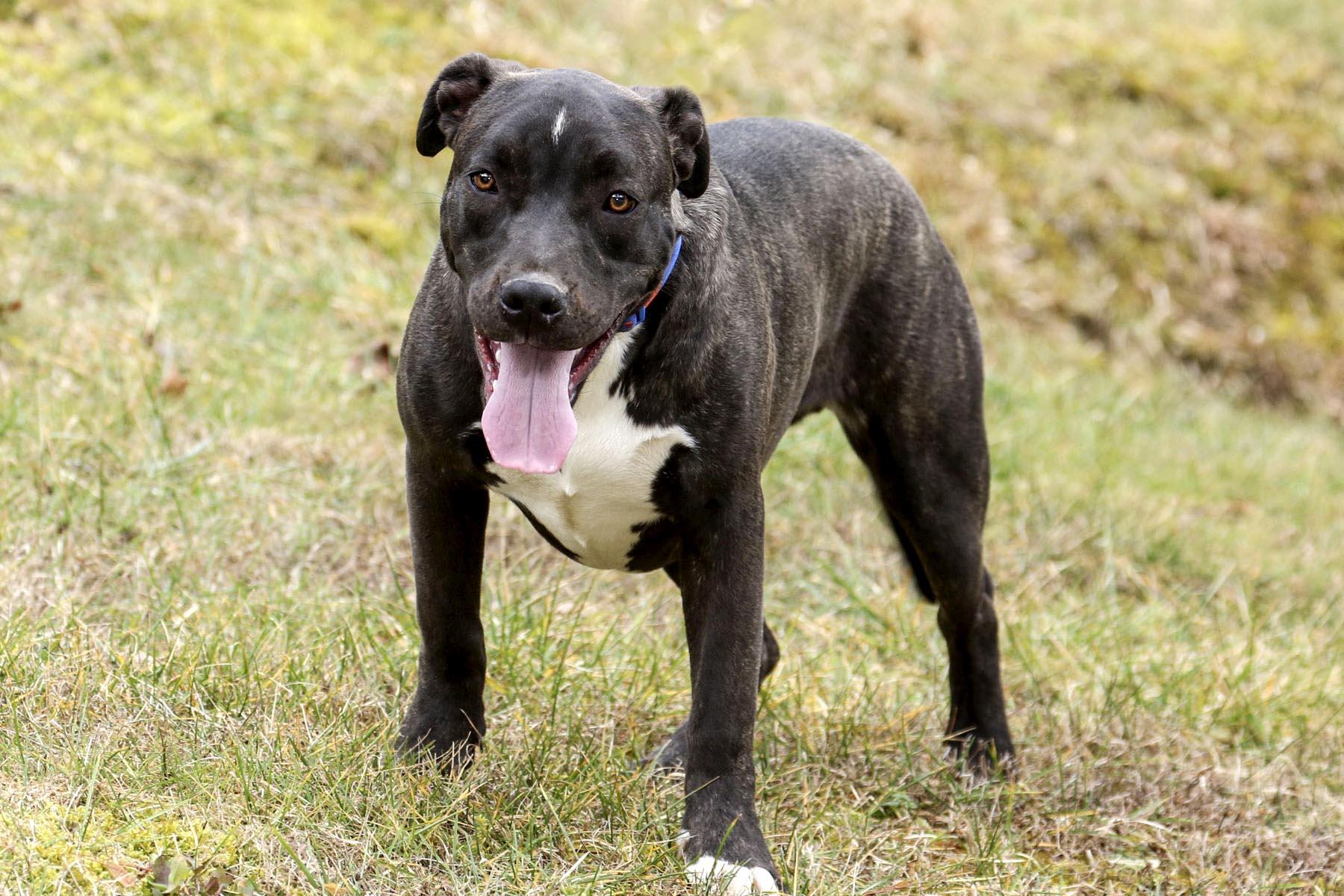 Enlarge Bugs, a Adoptable mixed breed in Cashiers, NC image 2/5