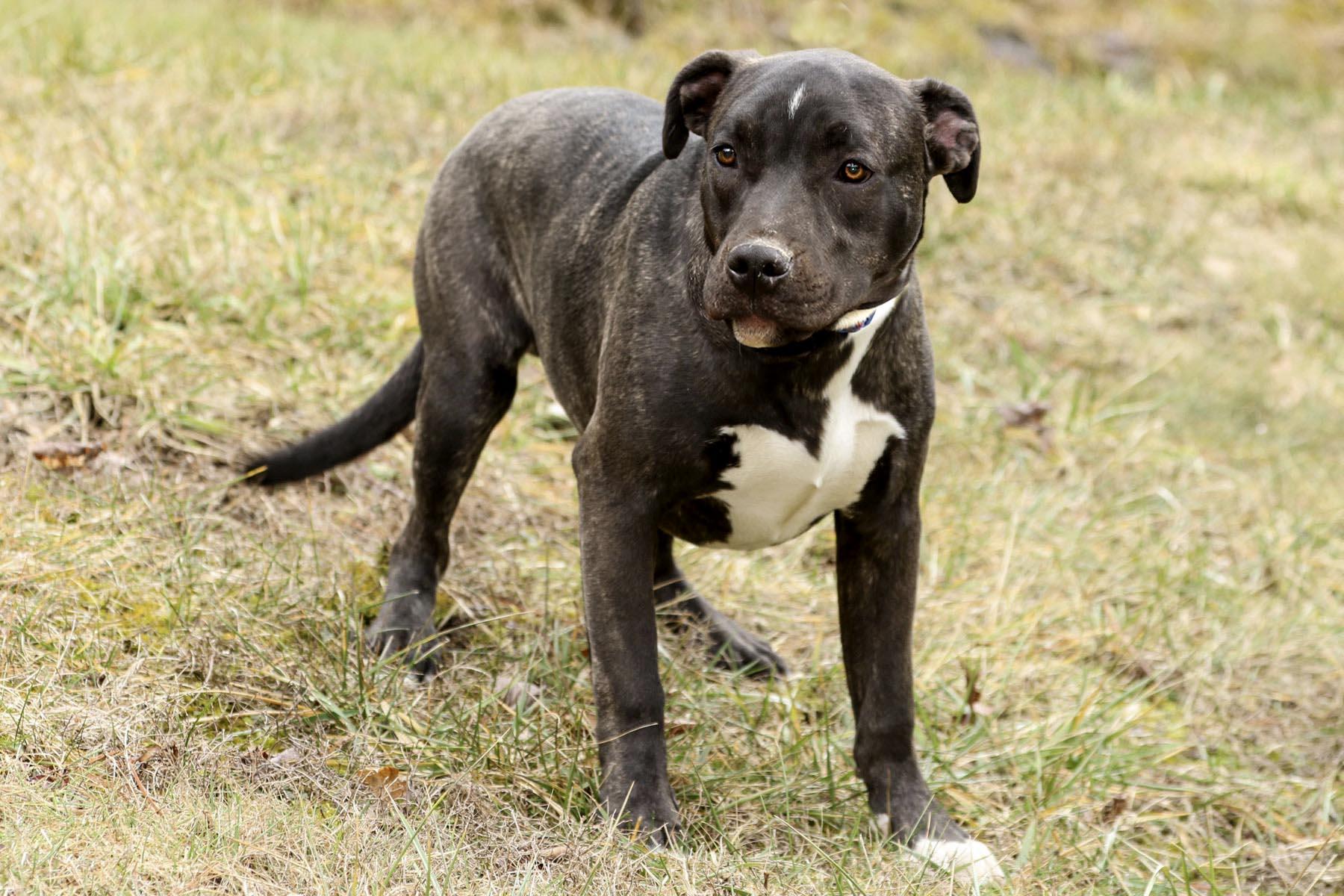 Enlarge Bugs, a Adoptable mixed breed in Cashiers, NC image 3/5