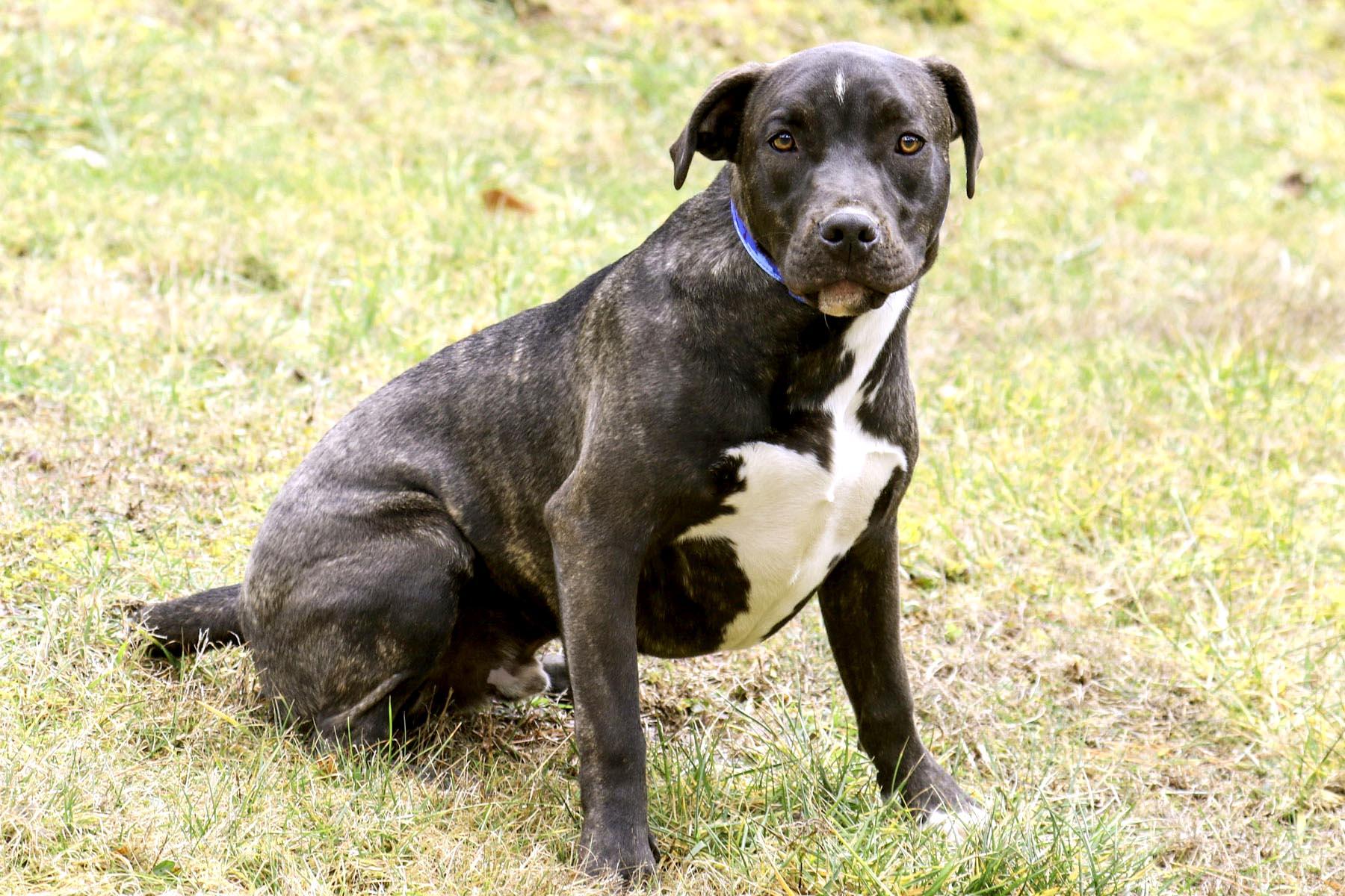 Enlarge Bugs, a Adoptable mixed breed in Cashiers, NC image 4/5