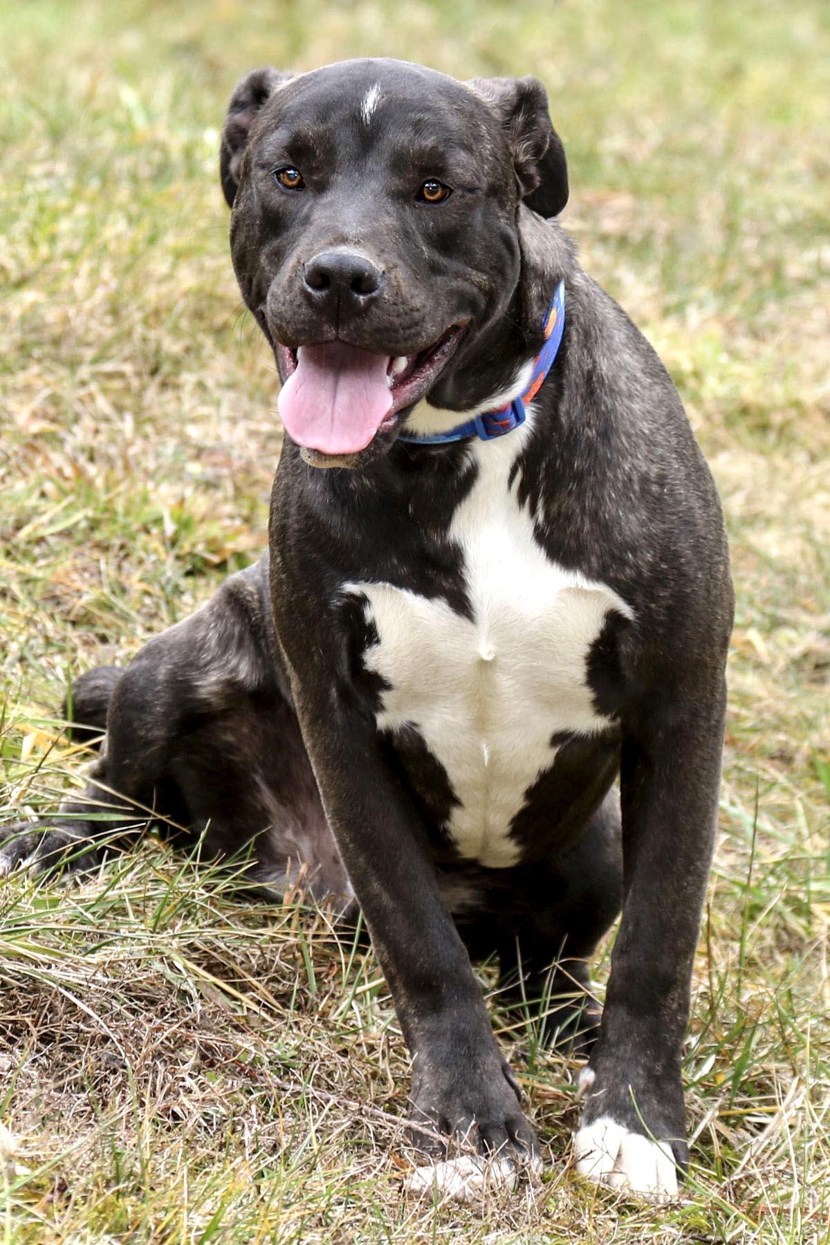Enlarge Bugs, a Adoptable mixed breed in Cashiers, NC image 5/5